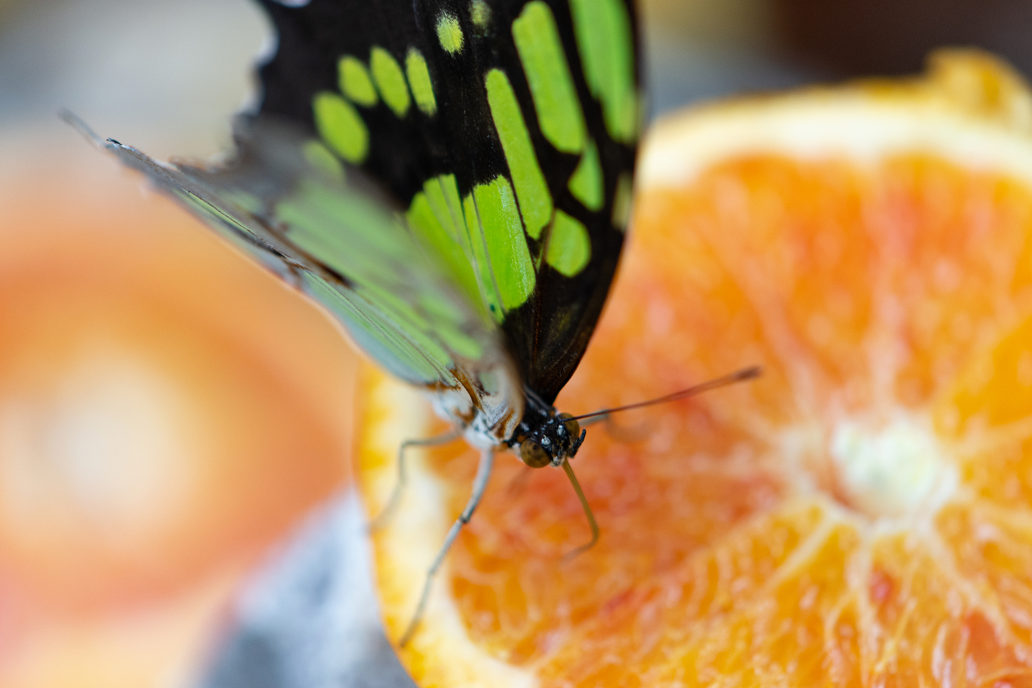 butterfly with green wings resting on an orange