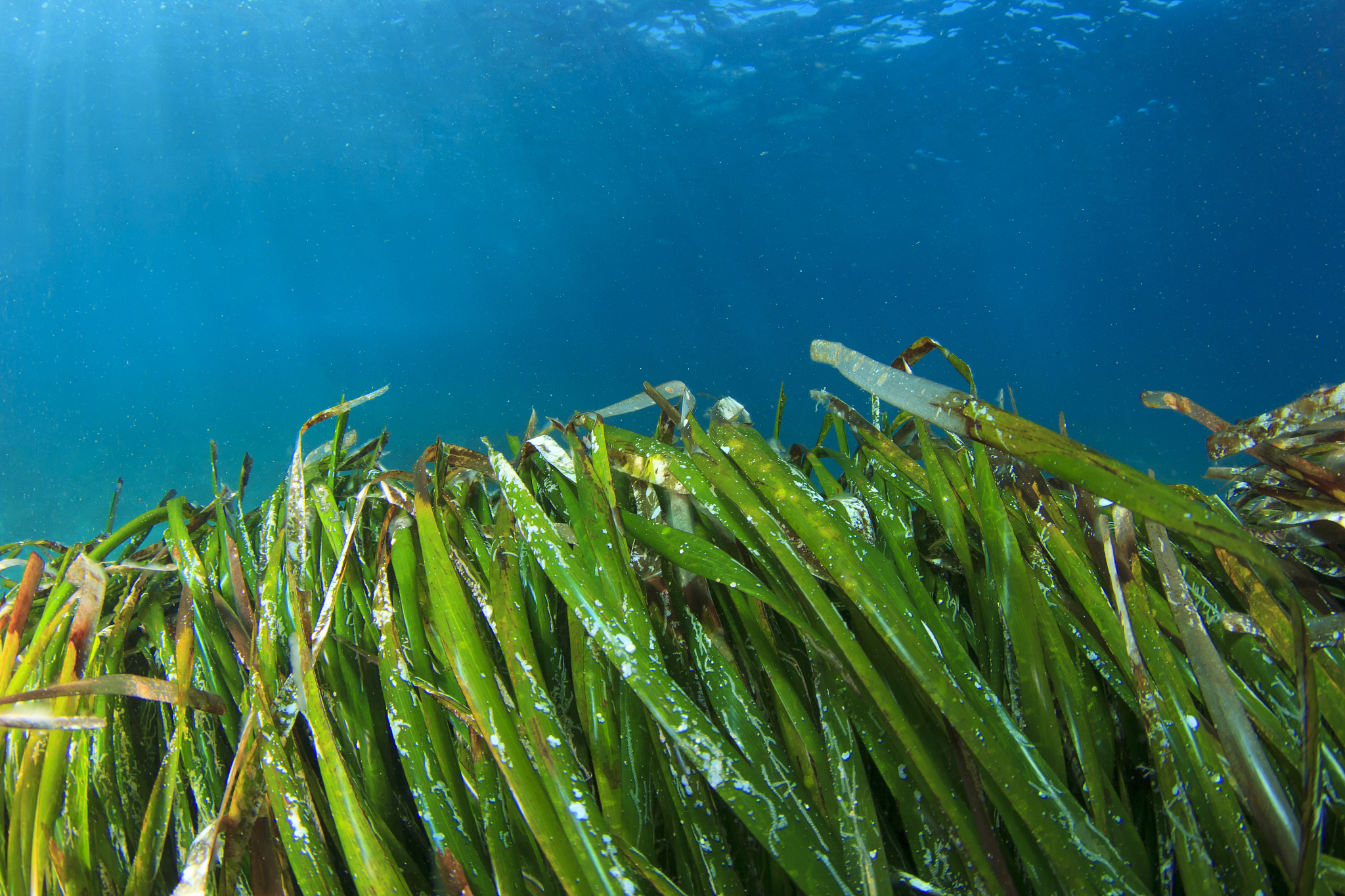 underwater seaweed