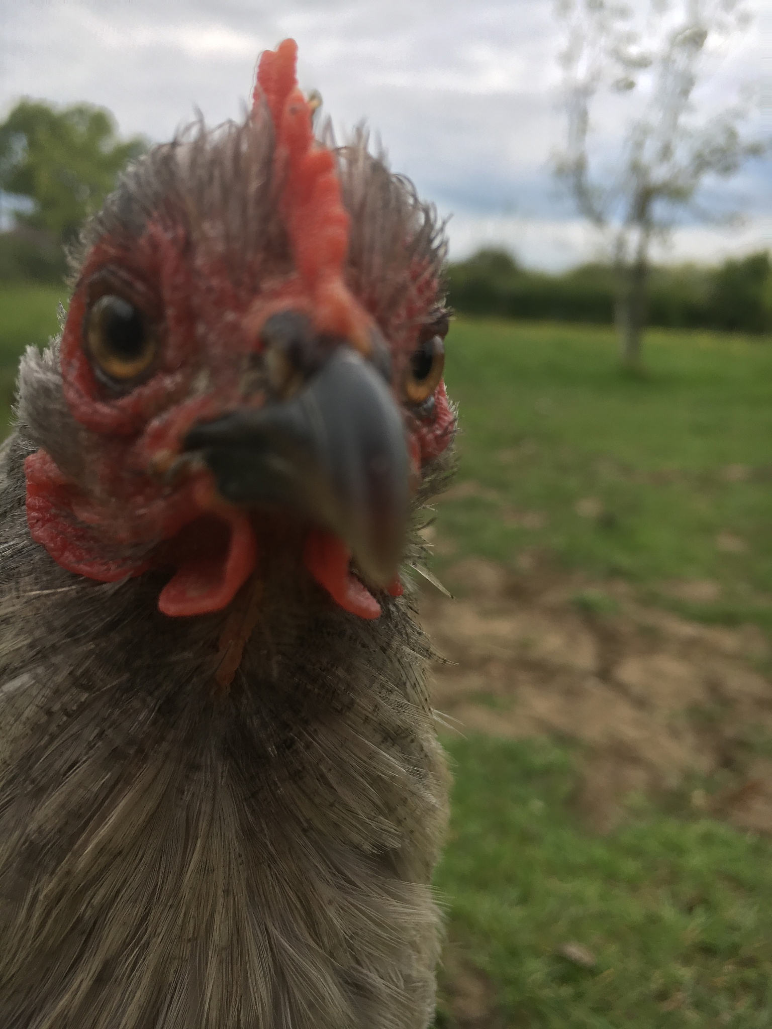贵州农业职业学院宠物养护与经营专业好不好发展前景怎样怎么样