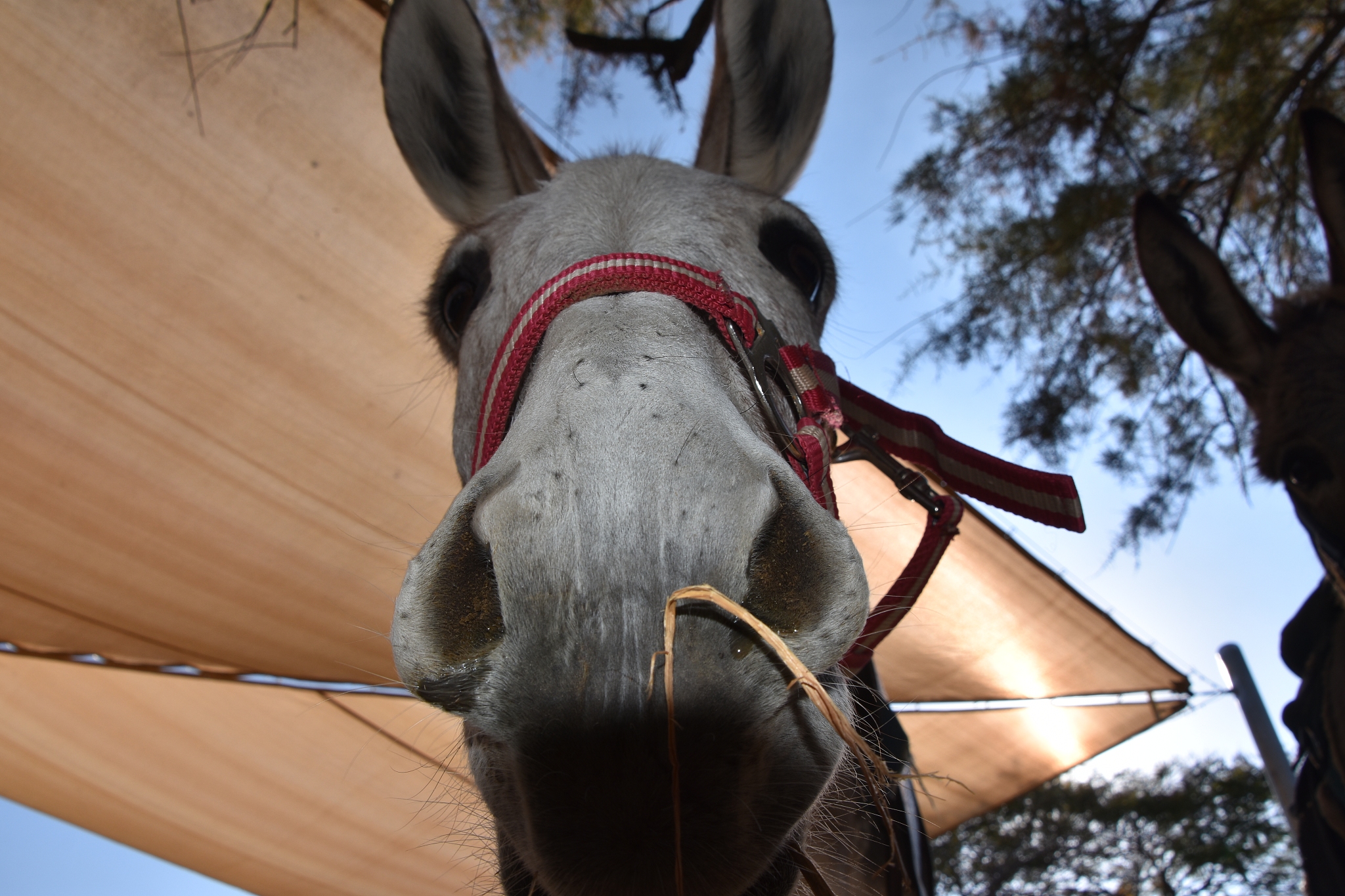 donkey
