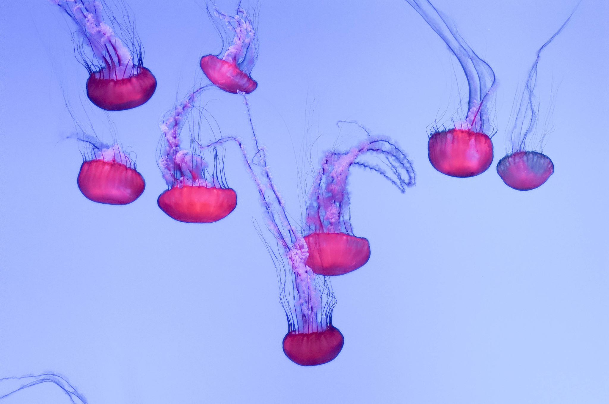 血红蛋白 (Hb) 为什么比肌红蛋白 (Mb) 更适合运输氧气？