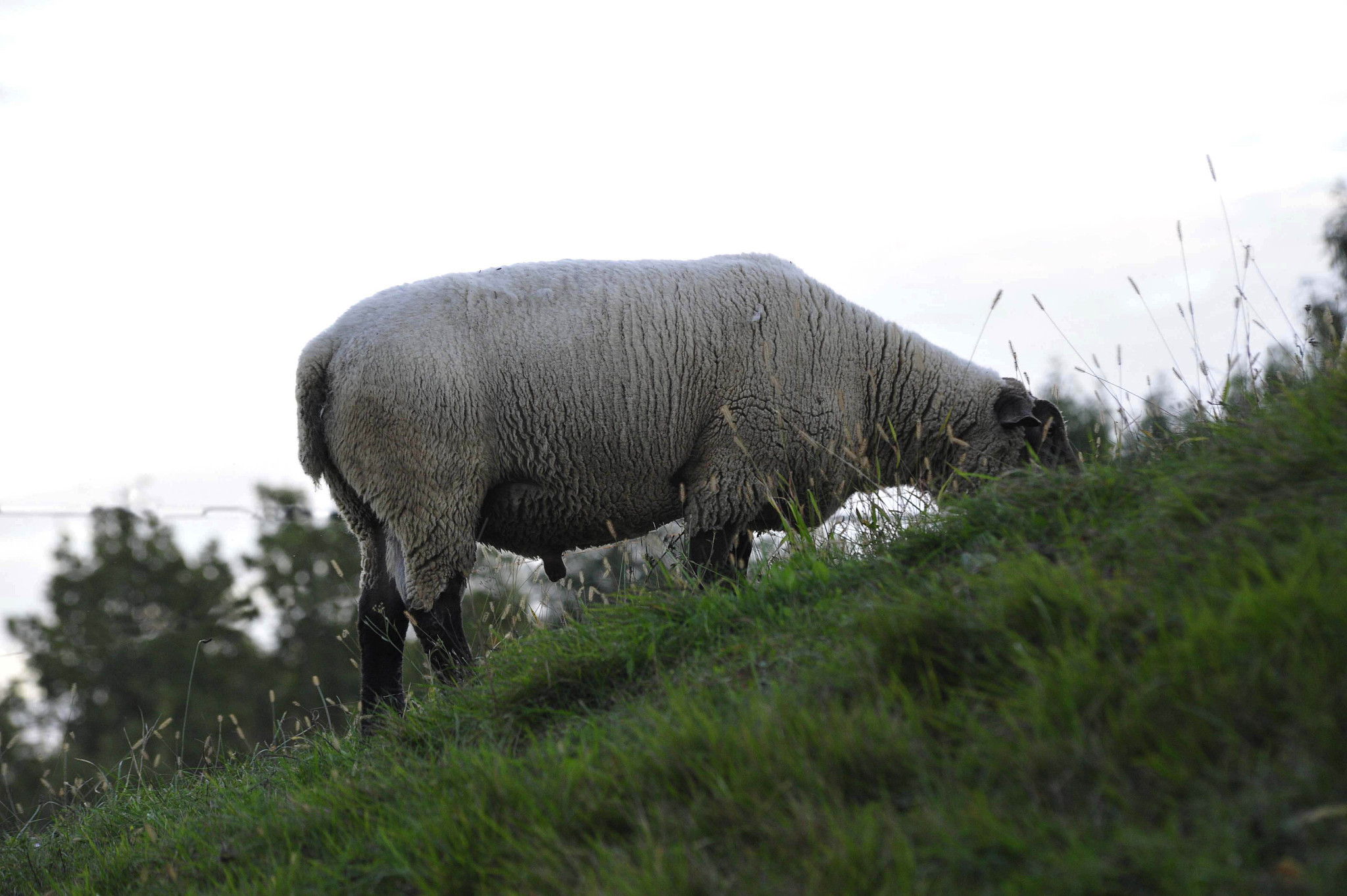 Dataset from China's National Core Sheep Breeding Farm: Tianjin Aqun Livestock Co., Ltd.