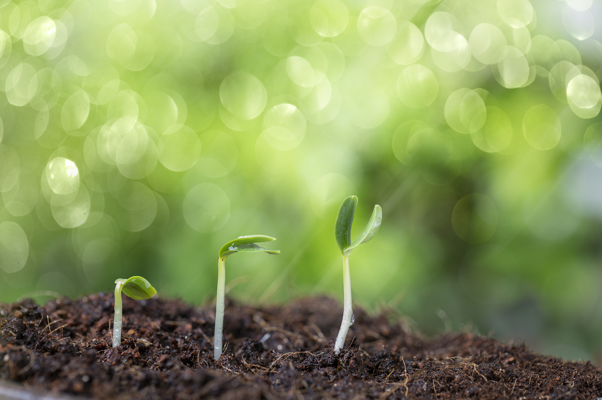 见证什么什么的成长造句