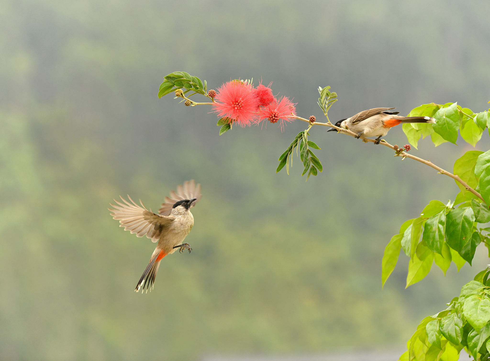 请写一个关于春天的故事