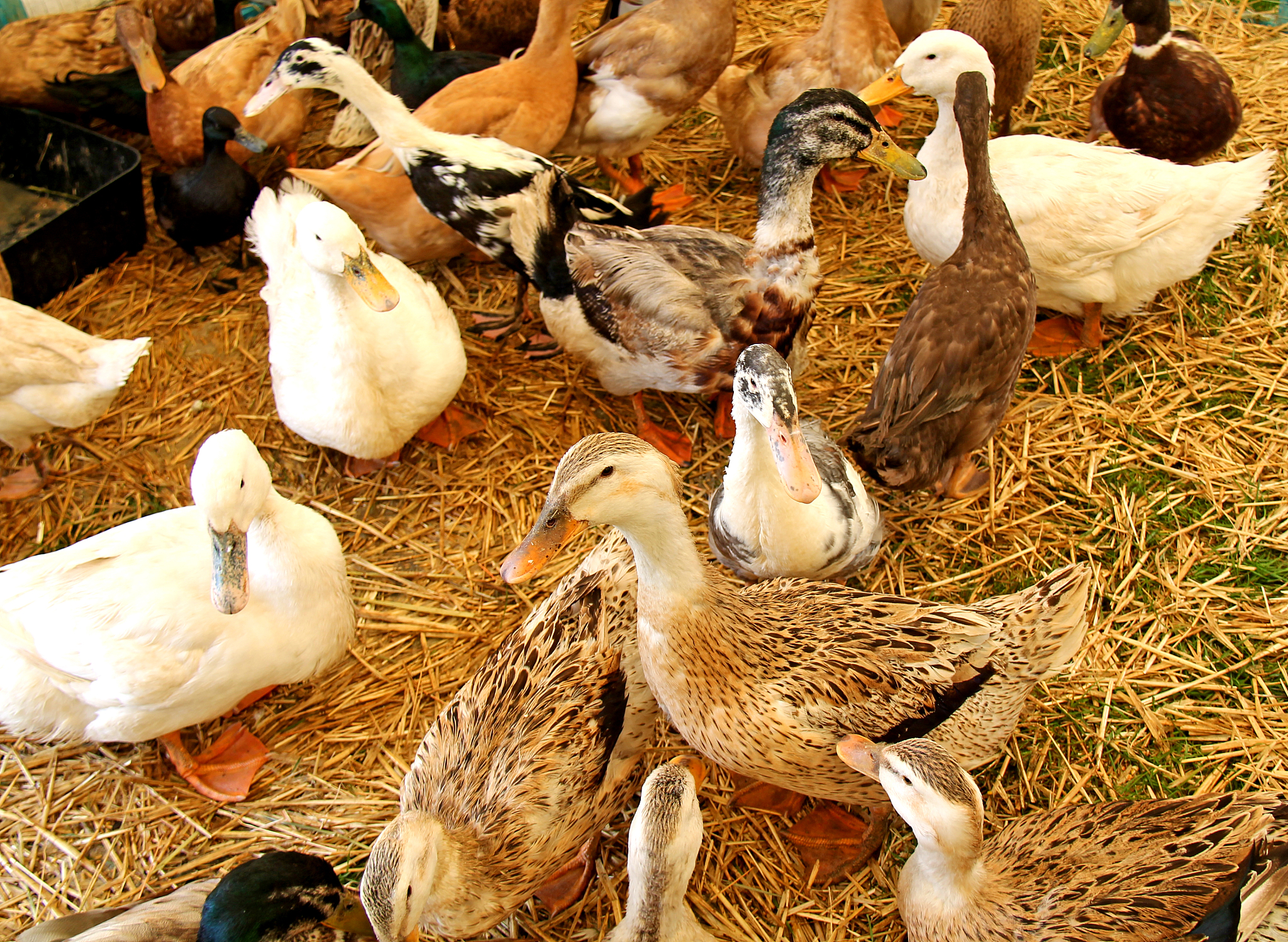 小鹅育雏：母鹅的哺育与保护