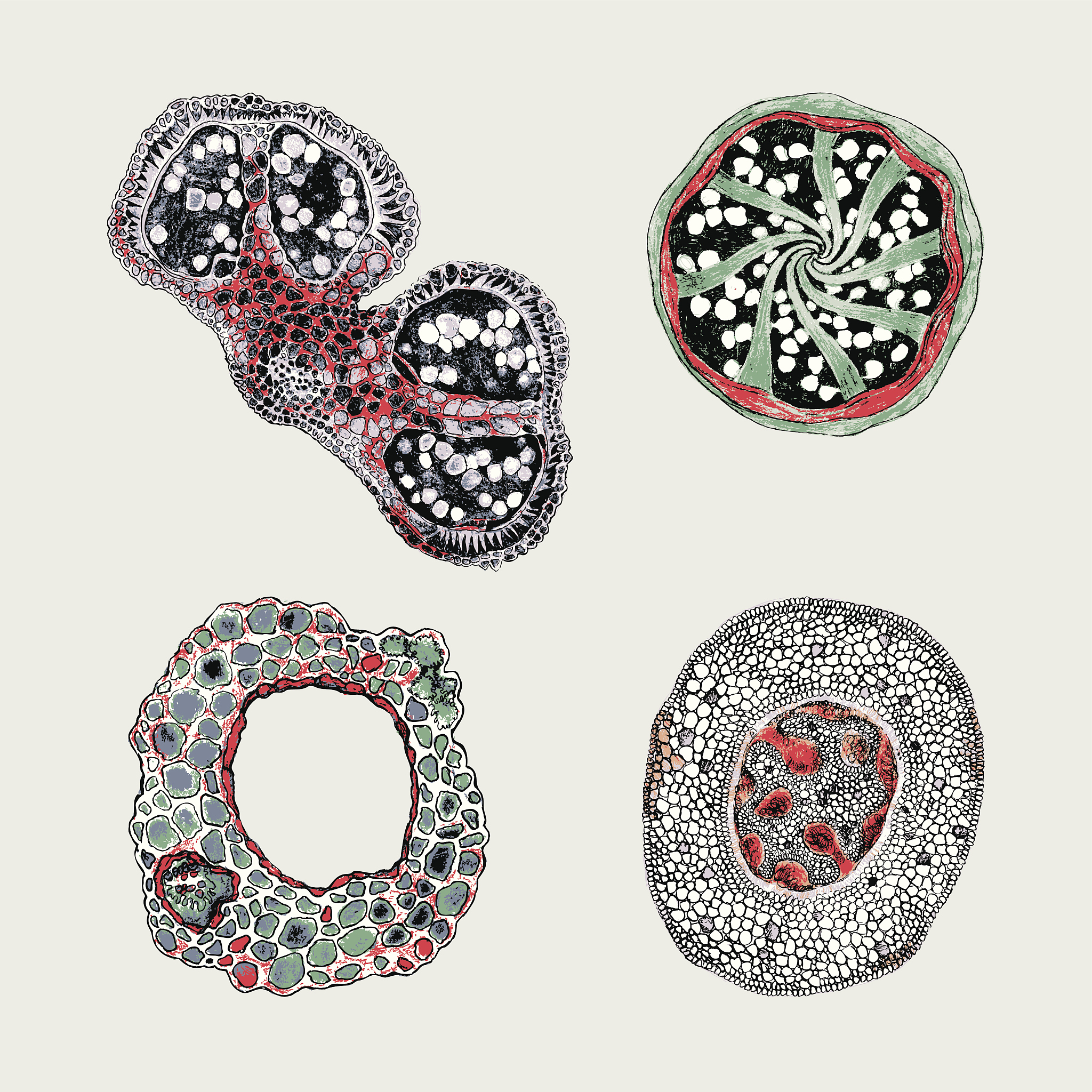 培养基配置步骤详解：操作注意事项及原因