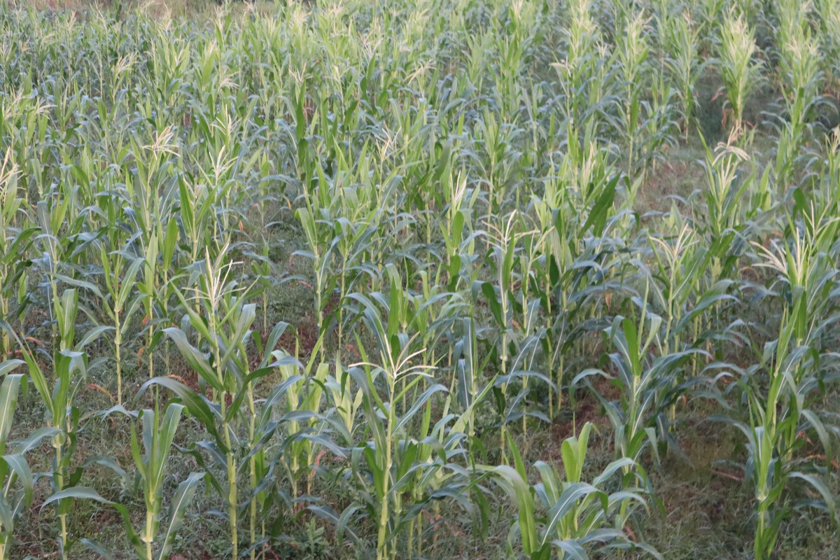 玉米田间管理：种植技巧和关键步骤