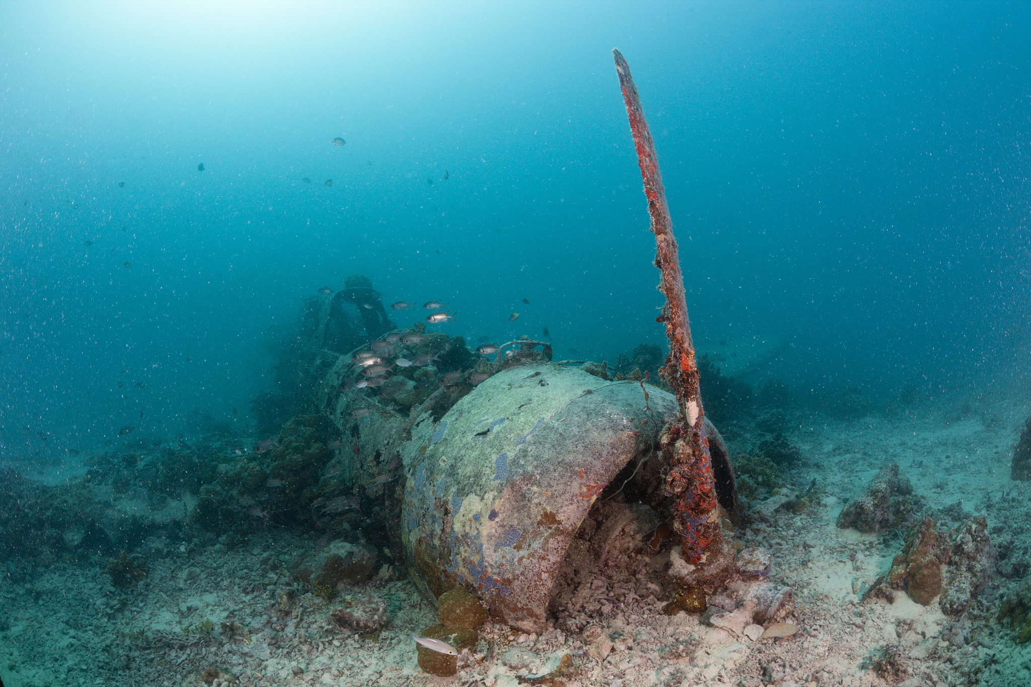 japanese kate bomber wreck nakajima b5n, new ireland, papua new 