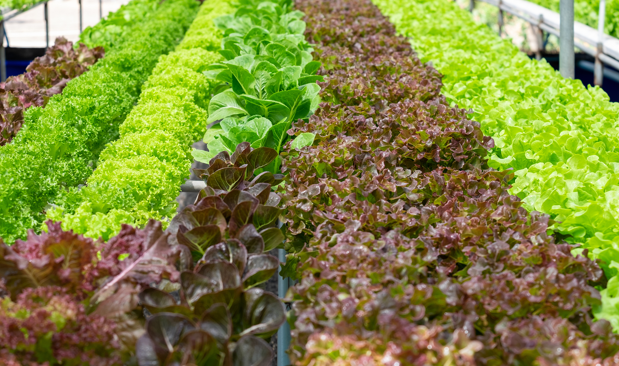 My Neighbor, the Green Thumb: A Passionate Gardener's Story