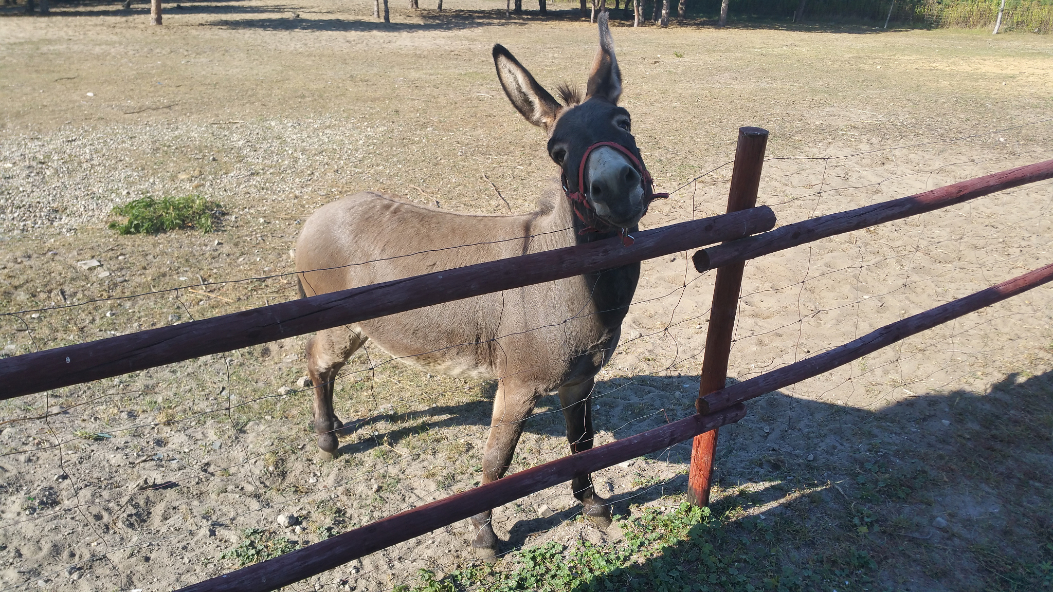 donkey standing on field