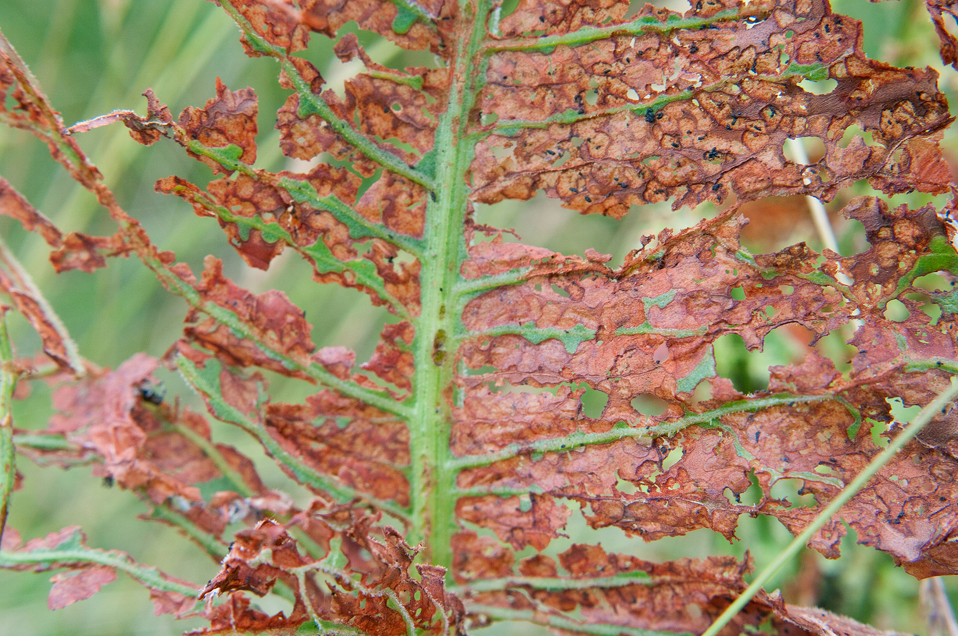 用更学术的语言翻译这段话：烟草疫霉菌Phytophthora parasitica属卵菌科疫霉属由烟草疫霉菌引起的烟草黑胫病是烟草重要病害之一对烟草毁灭性极强其分布范围广泛对烟草种植和生产造成巨大的损失选育黑胫病高抗品种是最为经济安全有效的一种烟草黑胫病防控措施手段。因此筛选鉴定有效的烟草黑胫病抗性基因通过基因工程办法选育烟草黑胫病高抗品种具有重要意义。