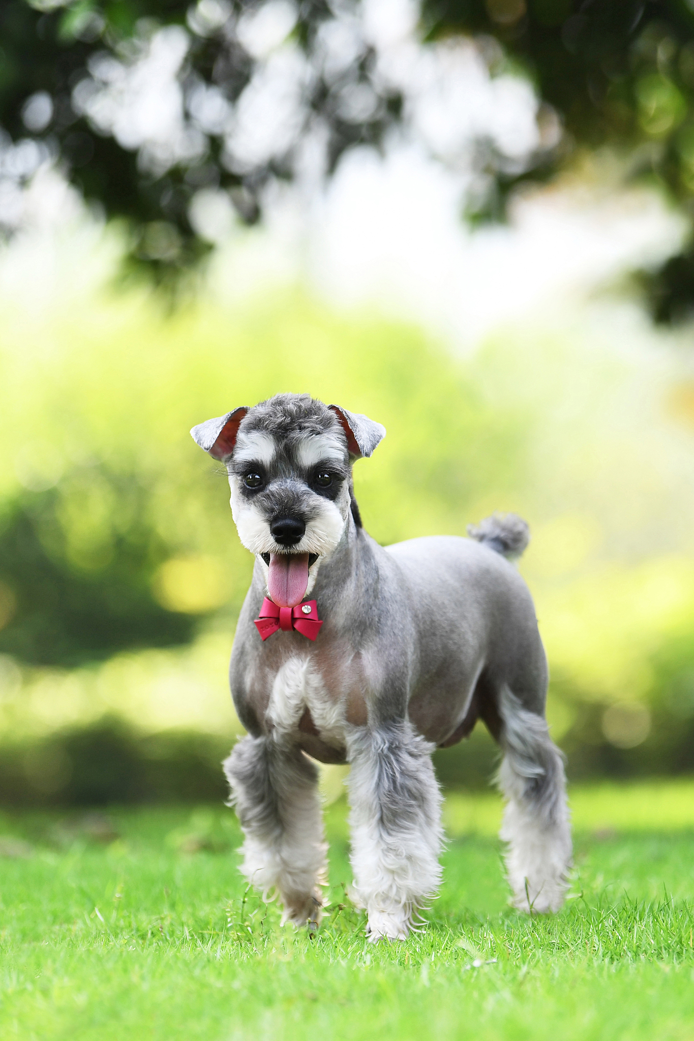 雪纳瑞最近食欲不振该怎么办