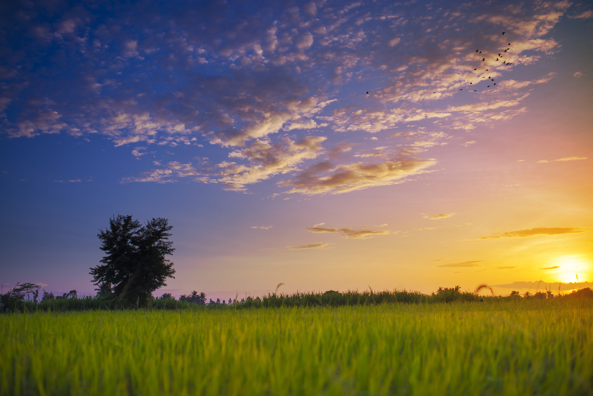 帮我根据落日晚霞田野写一句赞美风景的句子