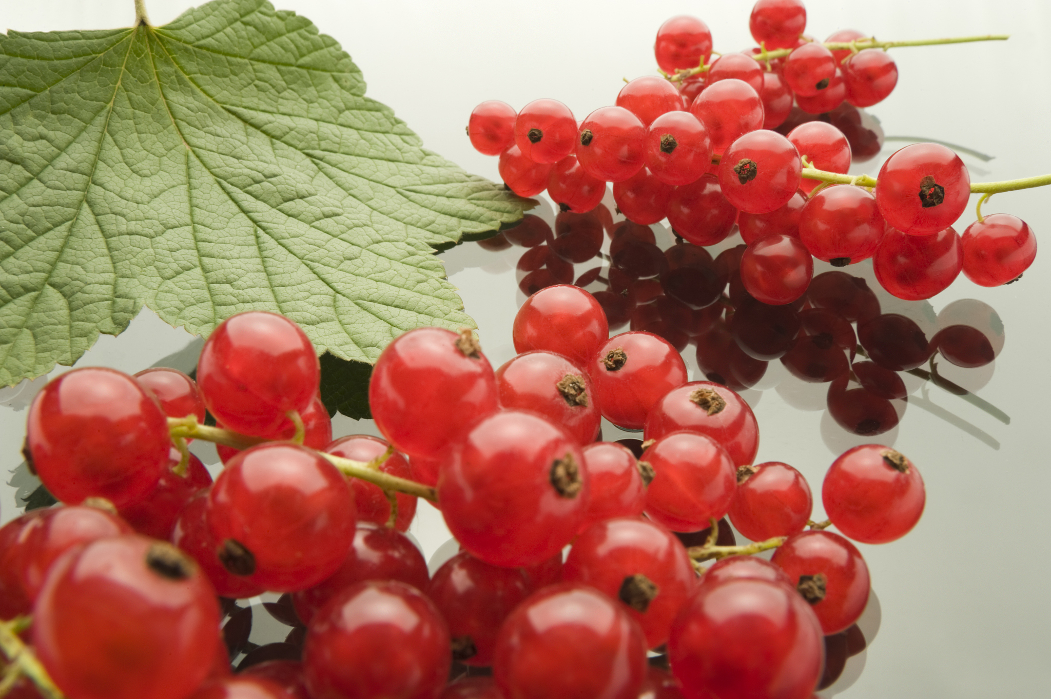 red currant