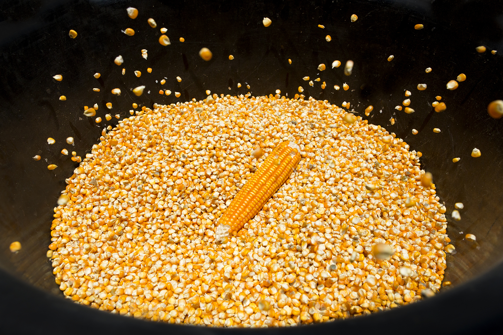 corn seeds
