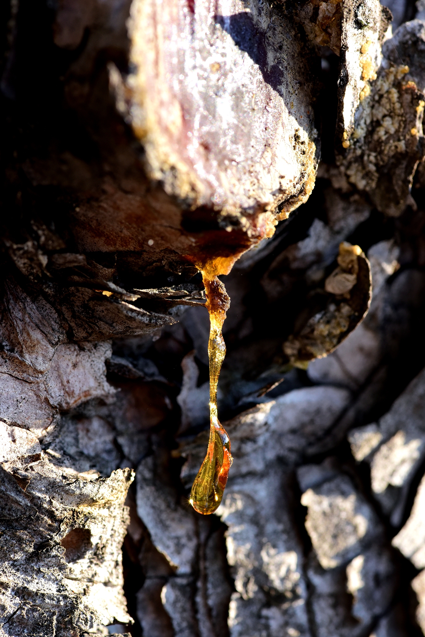close-up drop of pine resin