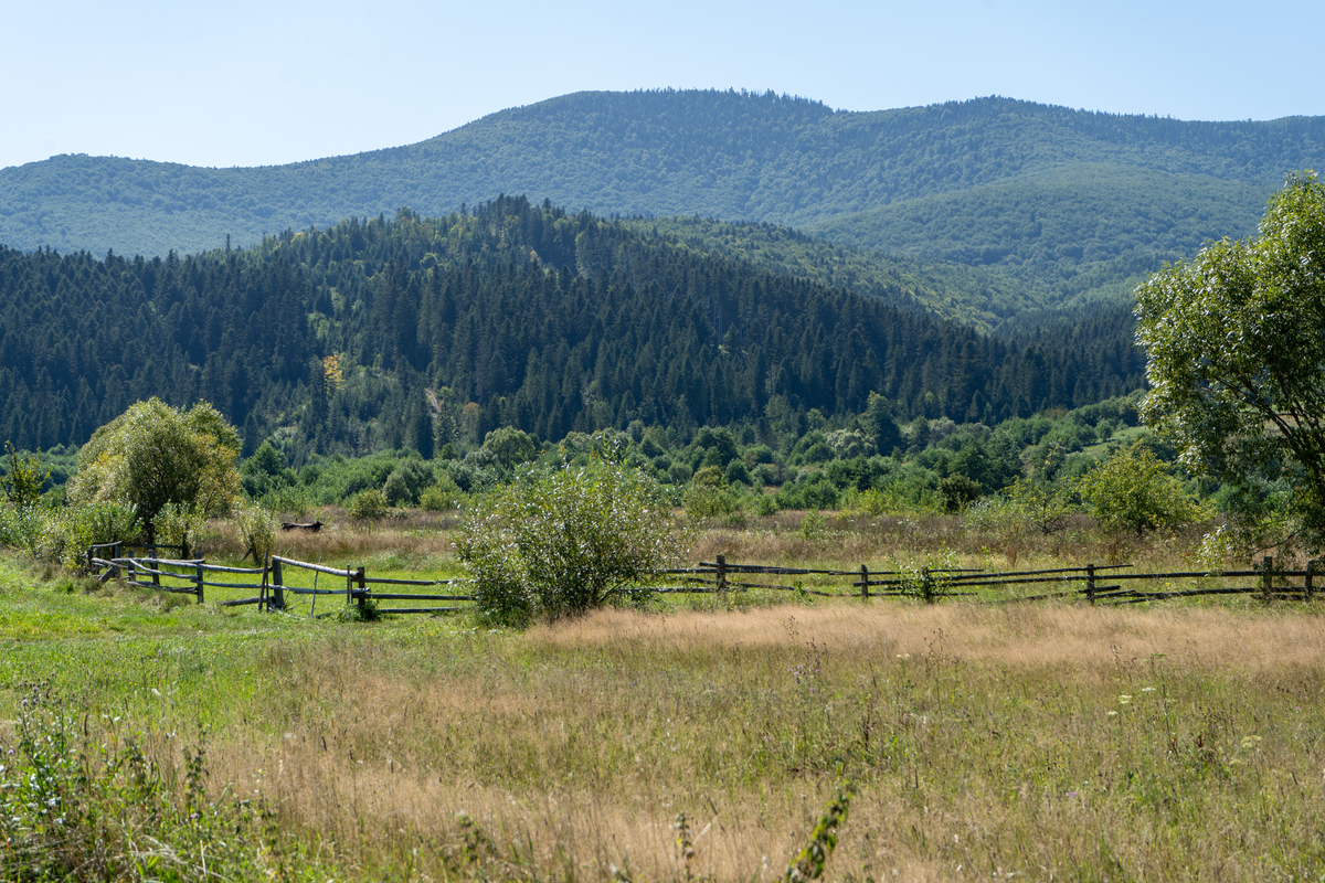 桃江县主要植被类型
