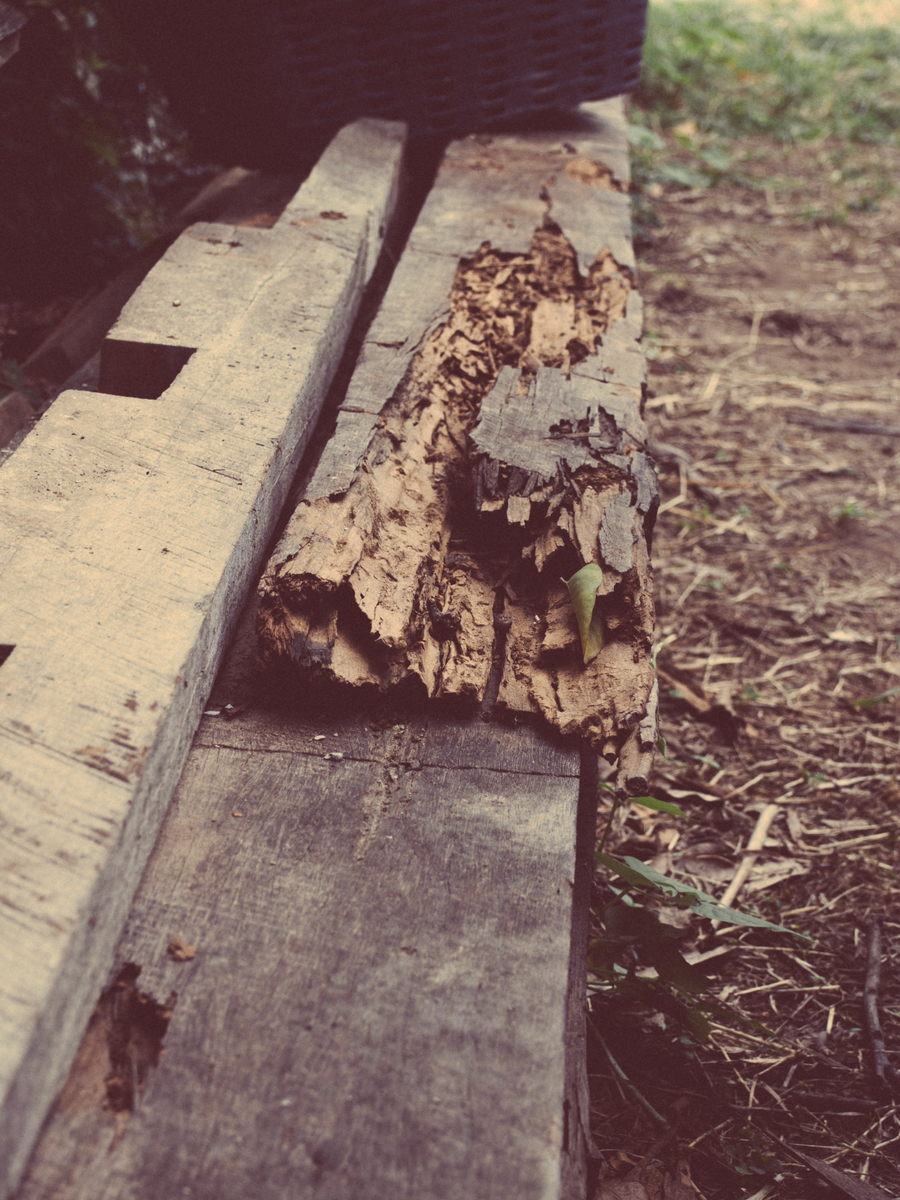 请帮我写1篇650字的博客文章主题是：去白蚁简单有效方法