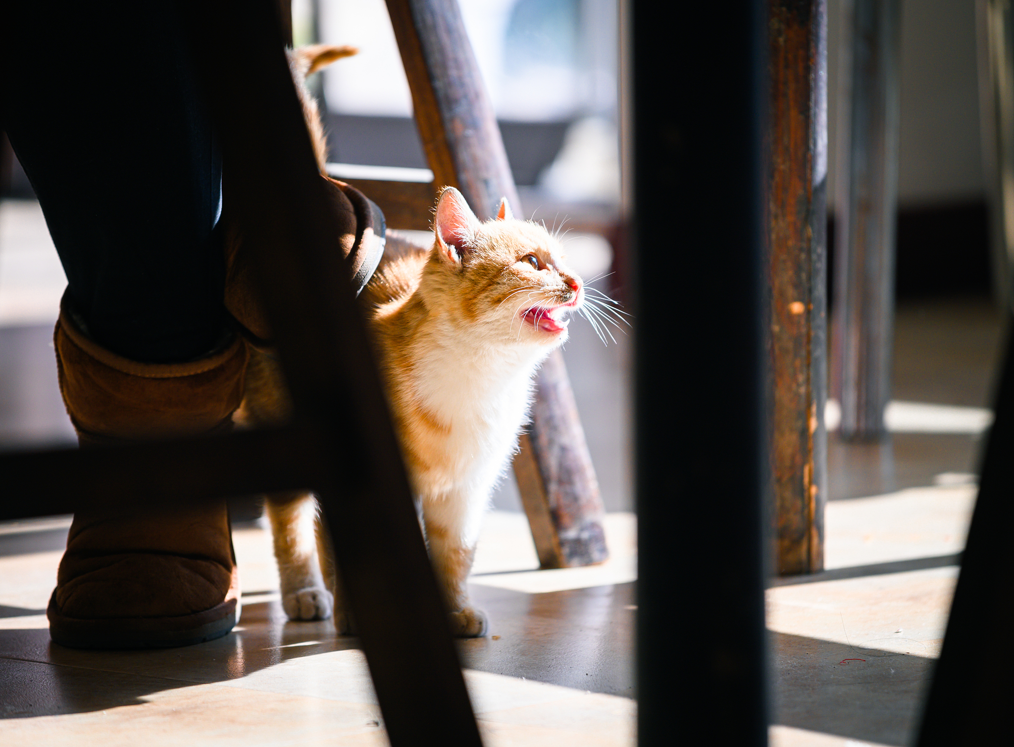 橘猫诗歌：赞美可爱又温暖的橘猫