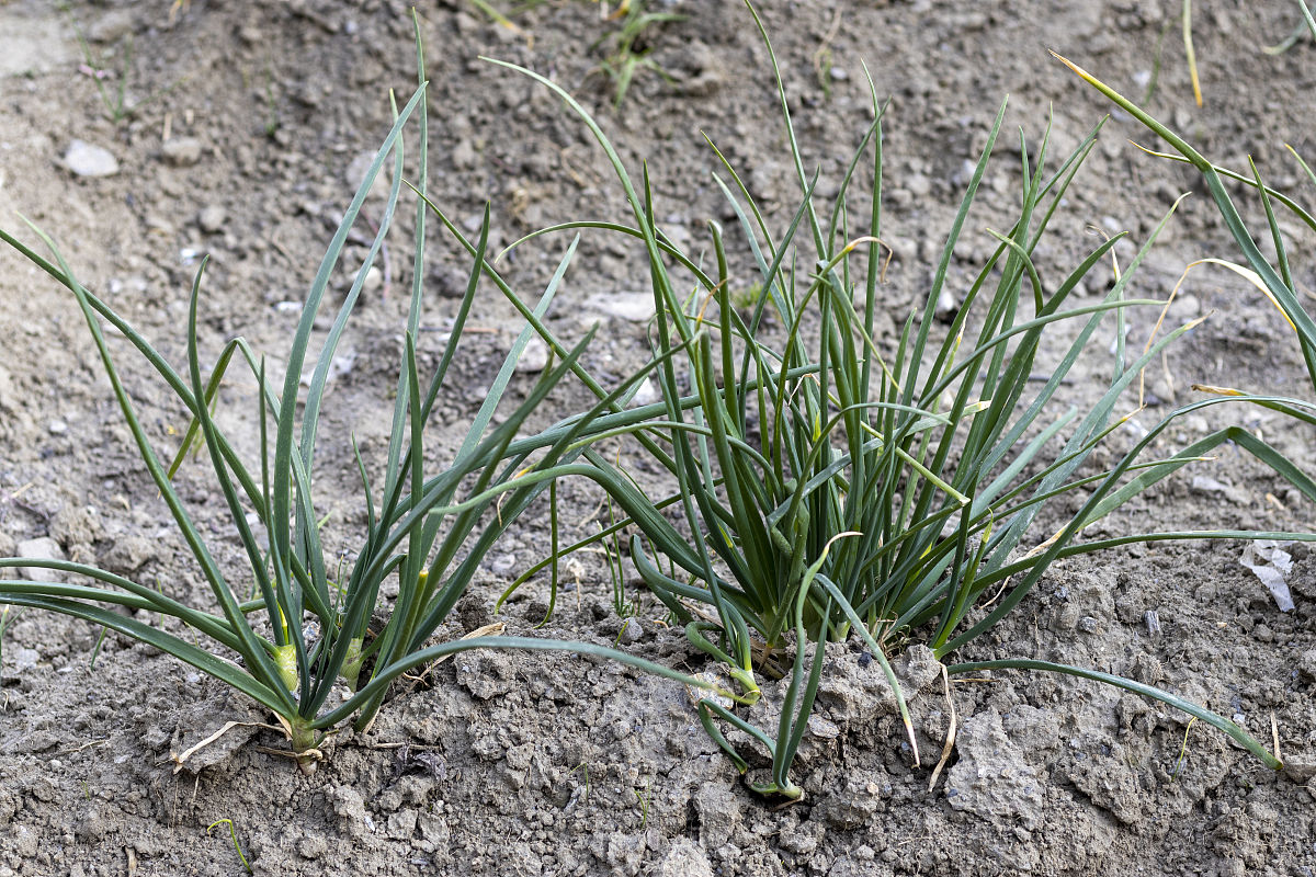 宿州职业技术学院种子生产与经营专业怎么样