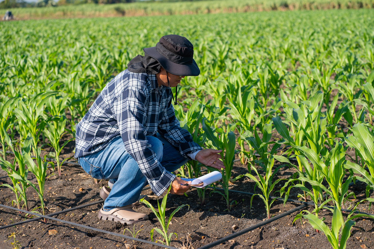 农学生产实习总结玉米甘蔗管理