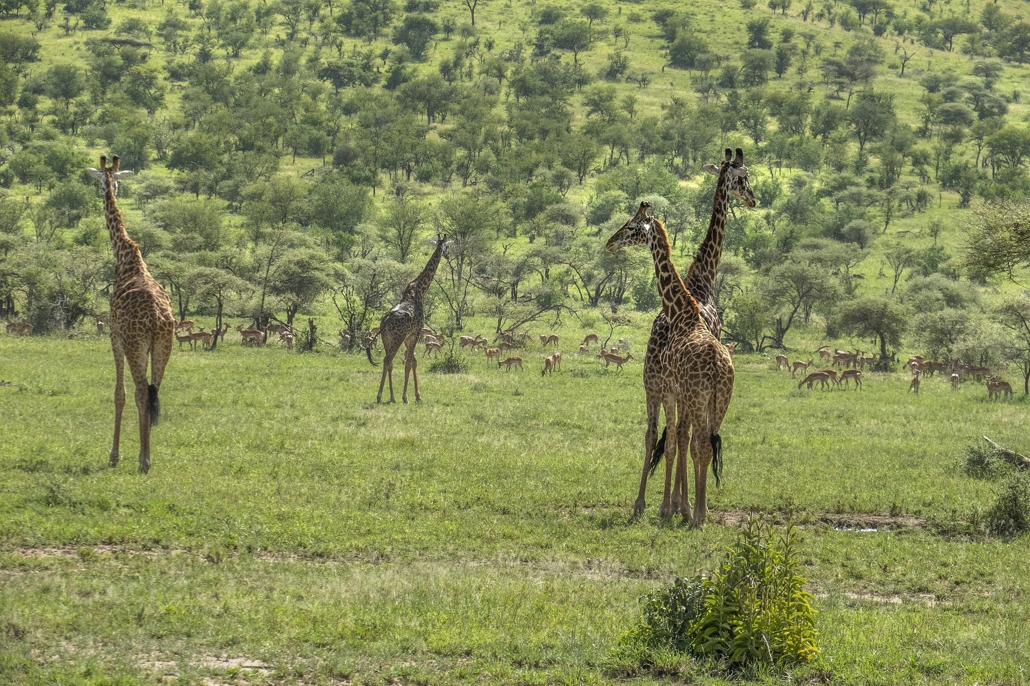a herd of giraffes in serengeti national park