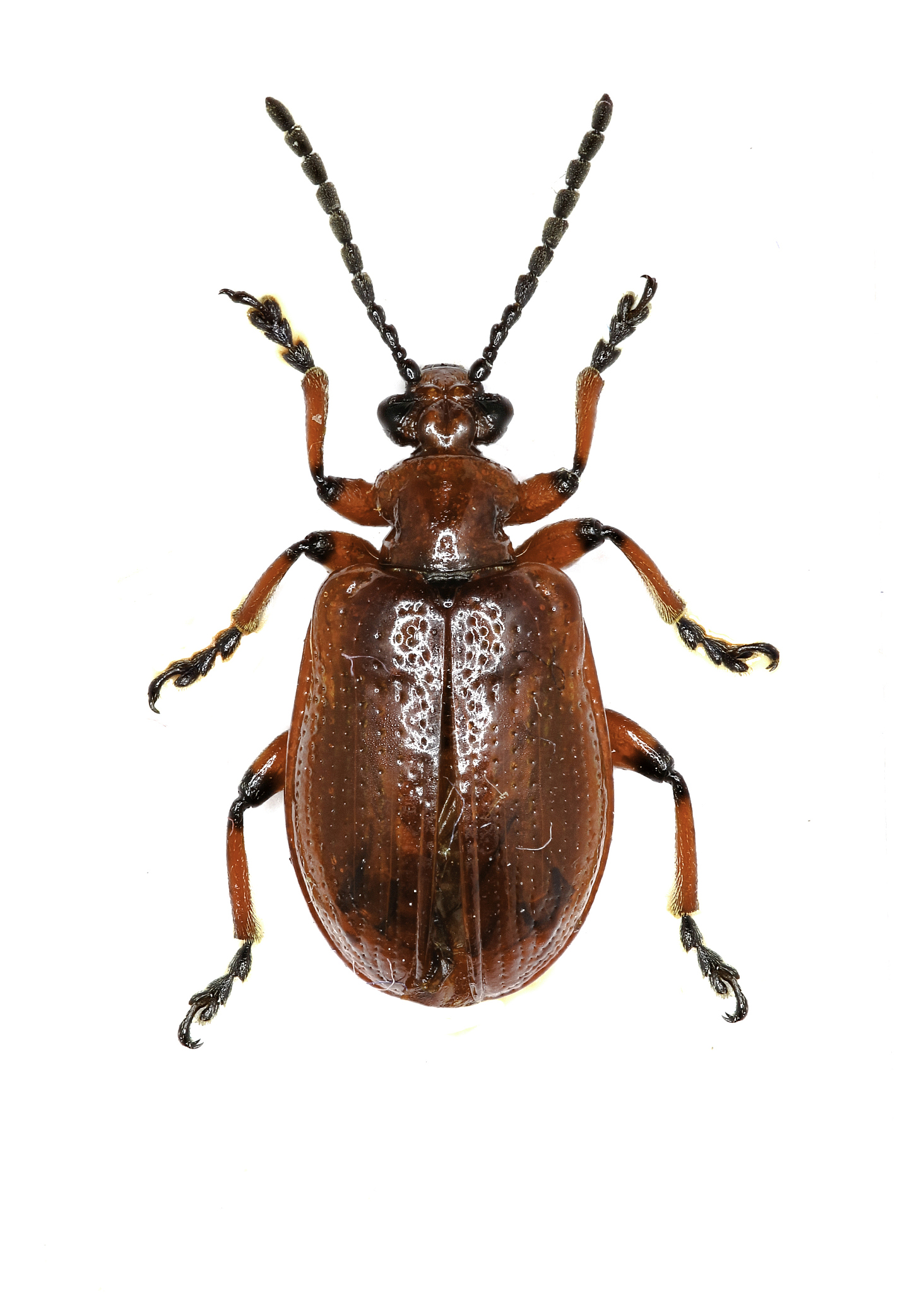 动物分类的基础：生物学特征分类系统