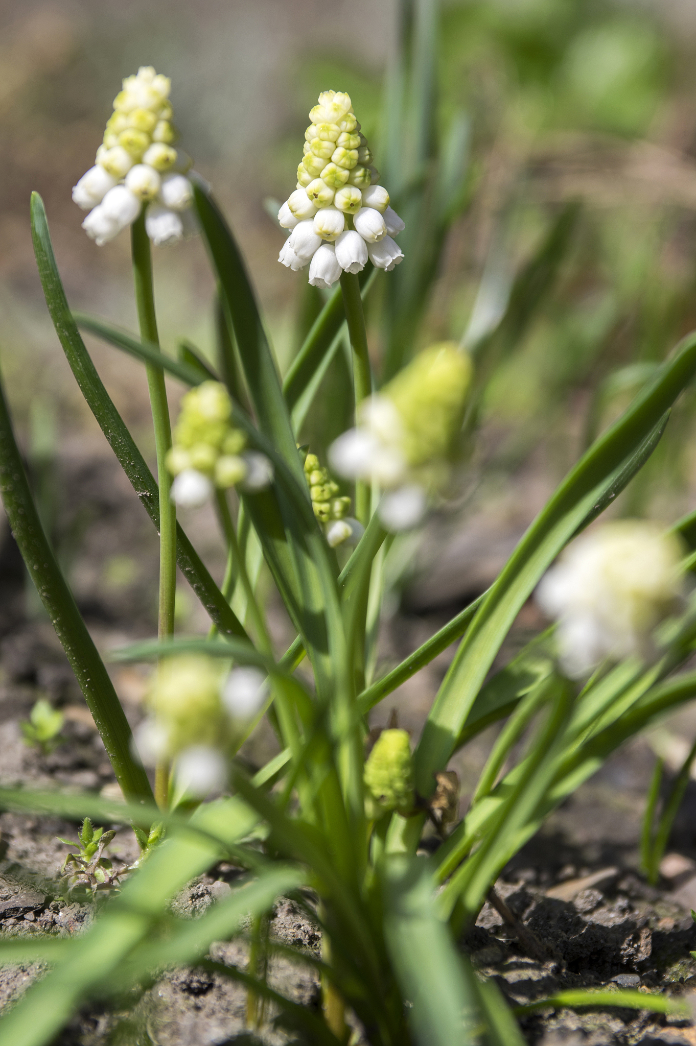 muscari armeniacum album in bloom, white grape hyacinth white fl