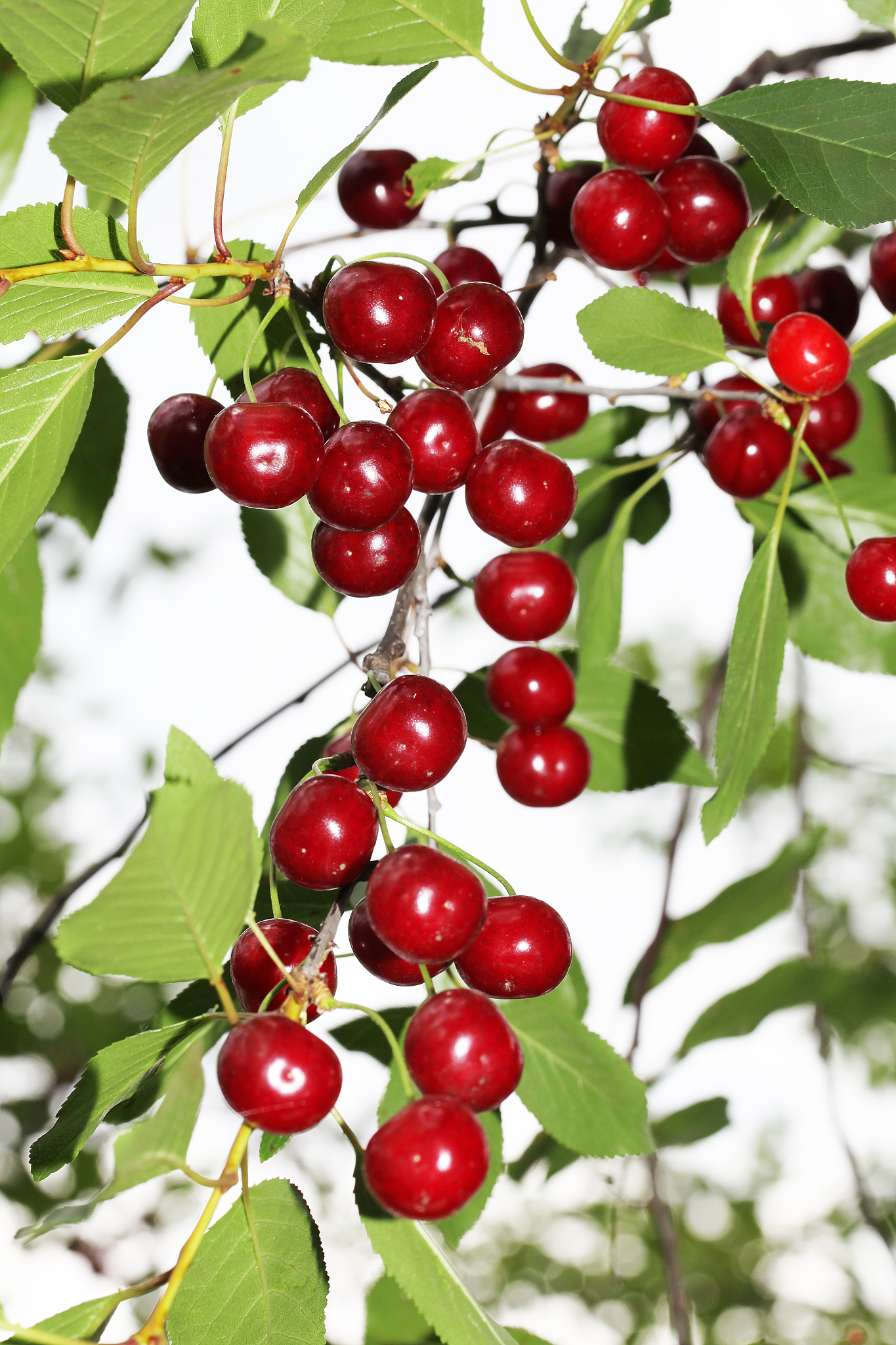 cherry