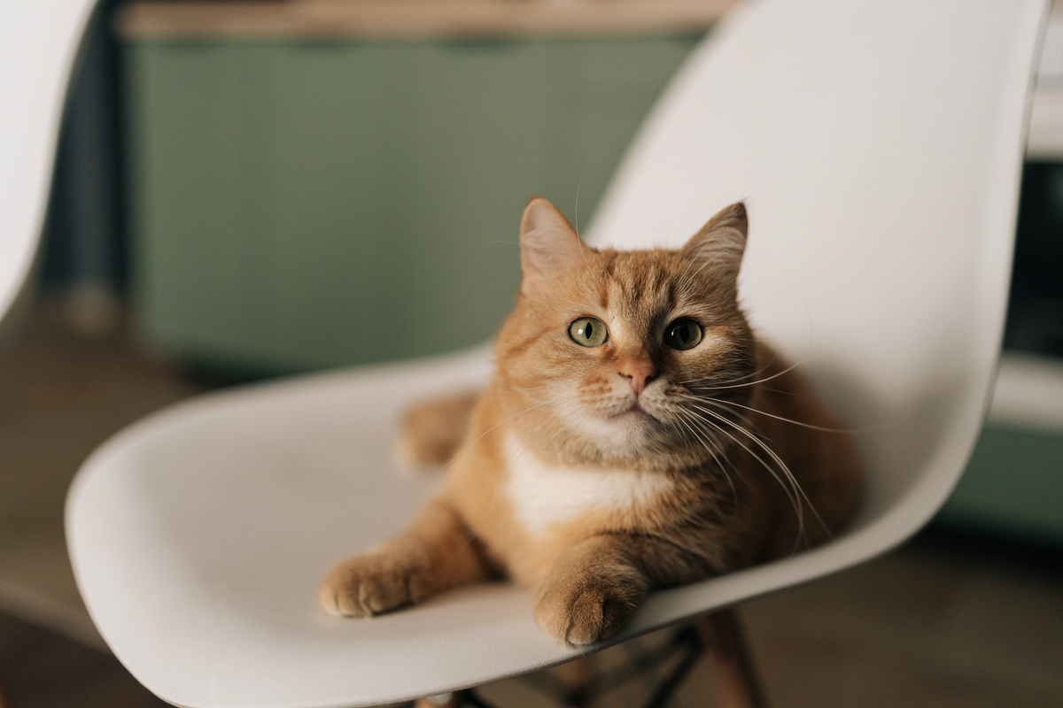 双猫家庭日常！活泼旺财VS温柔喜来，分享我的猫主子们