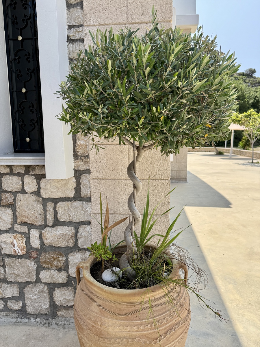 桂花树修剪风水讲究：提升家居运势的秘诀