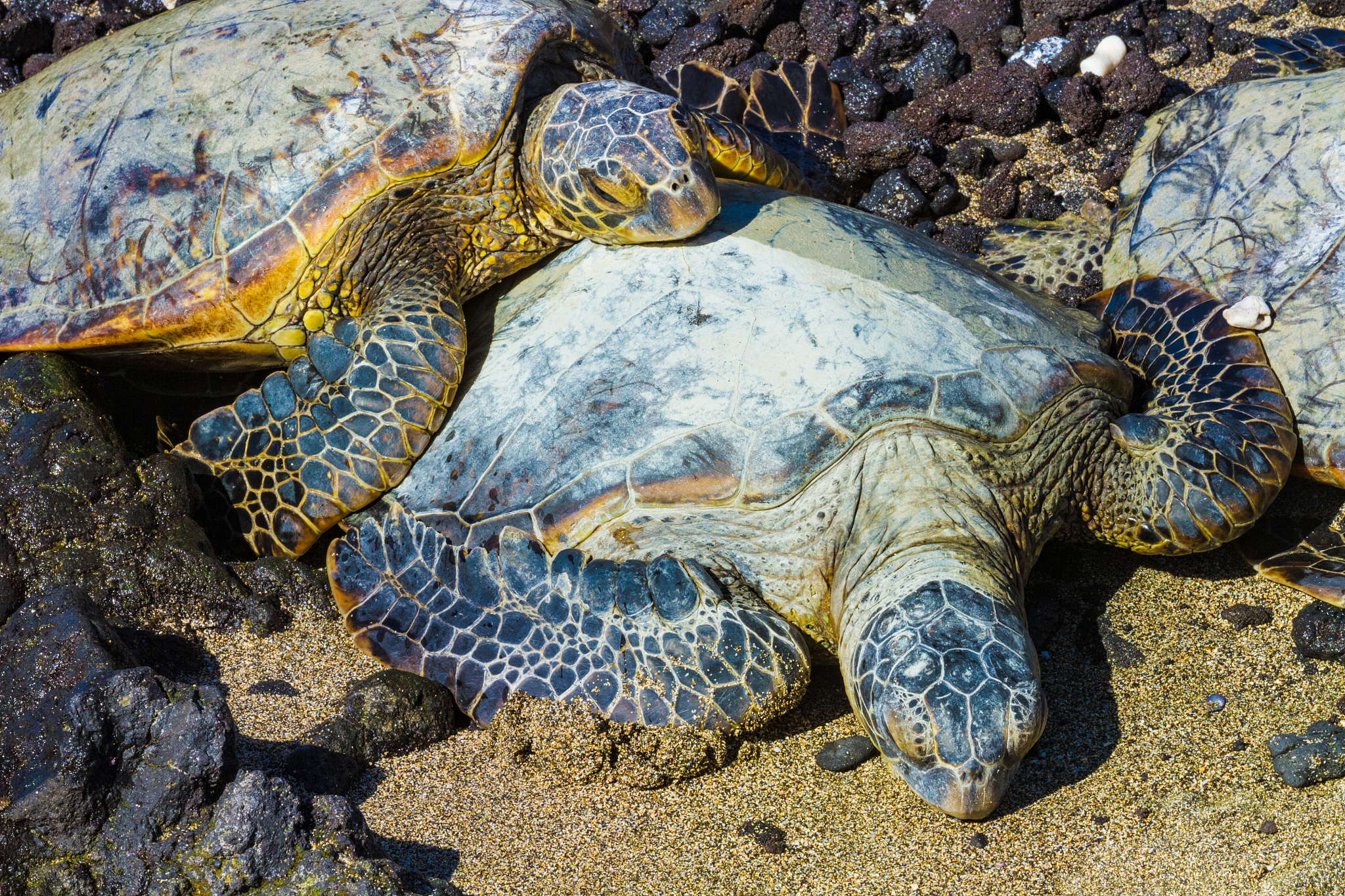 turtles close-up