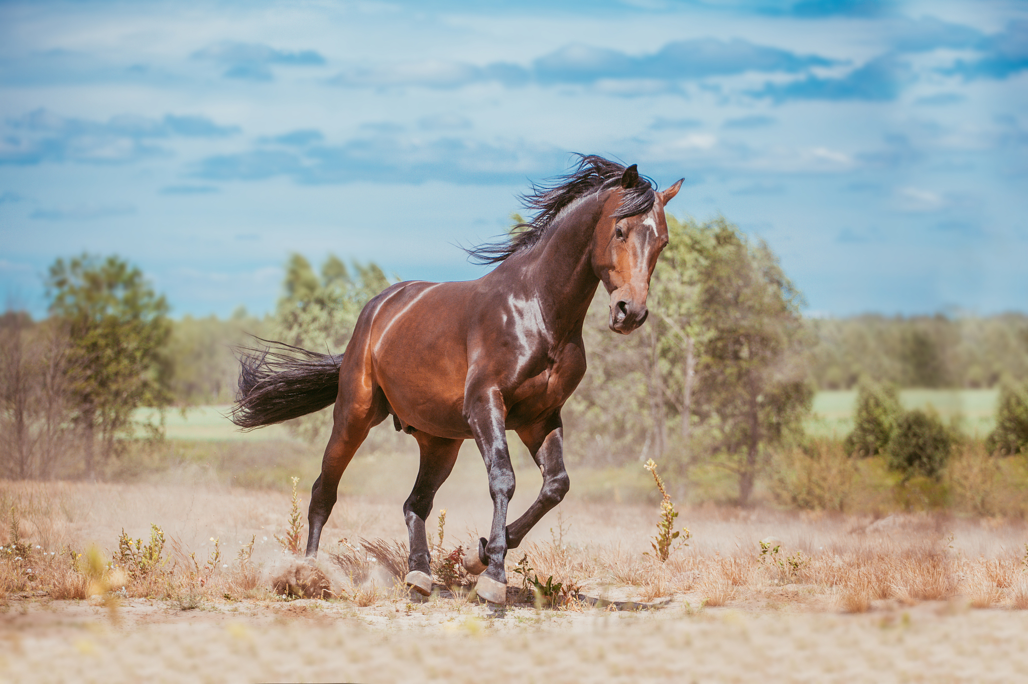 horse
