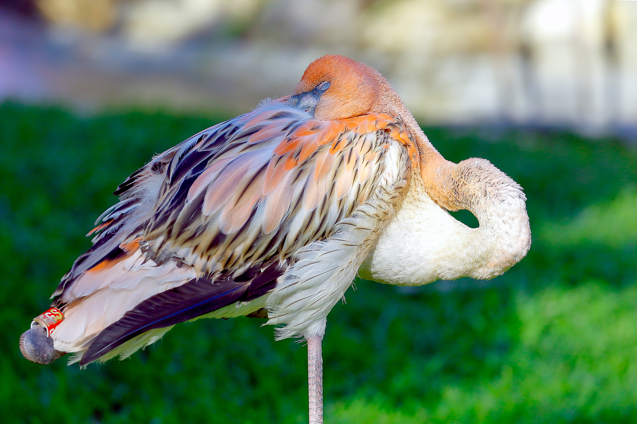 close-up of bird preening on field