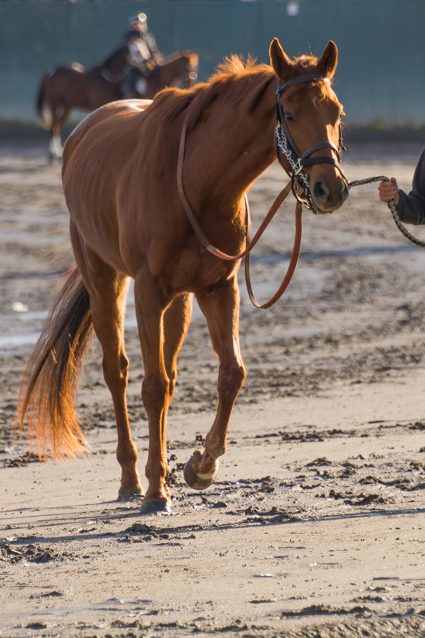 cropped image of hand holding bridle of horse