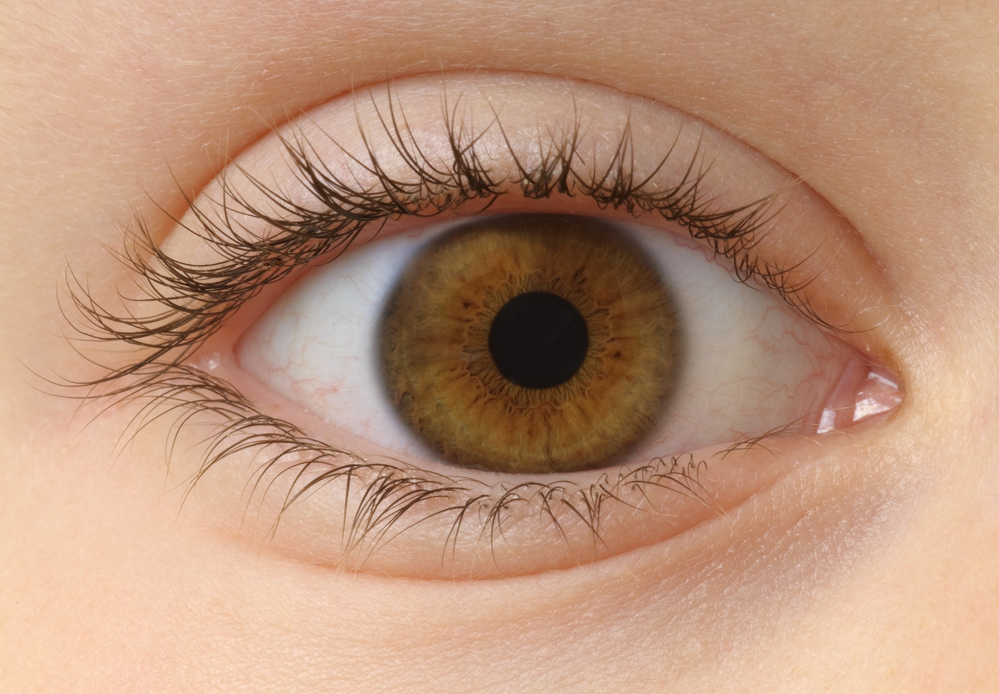 closeup of a brown eye