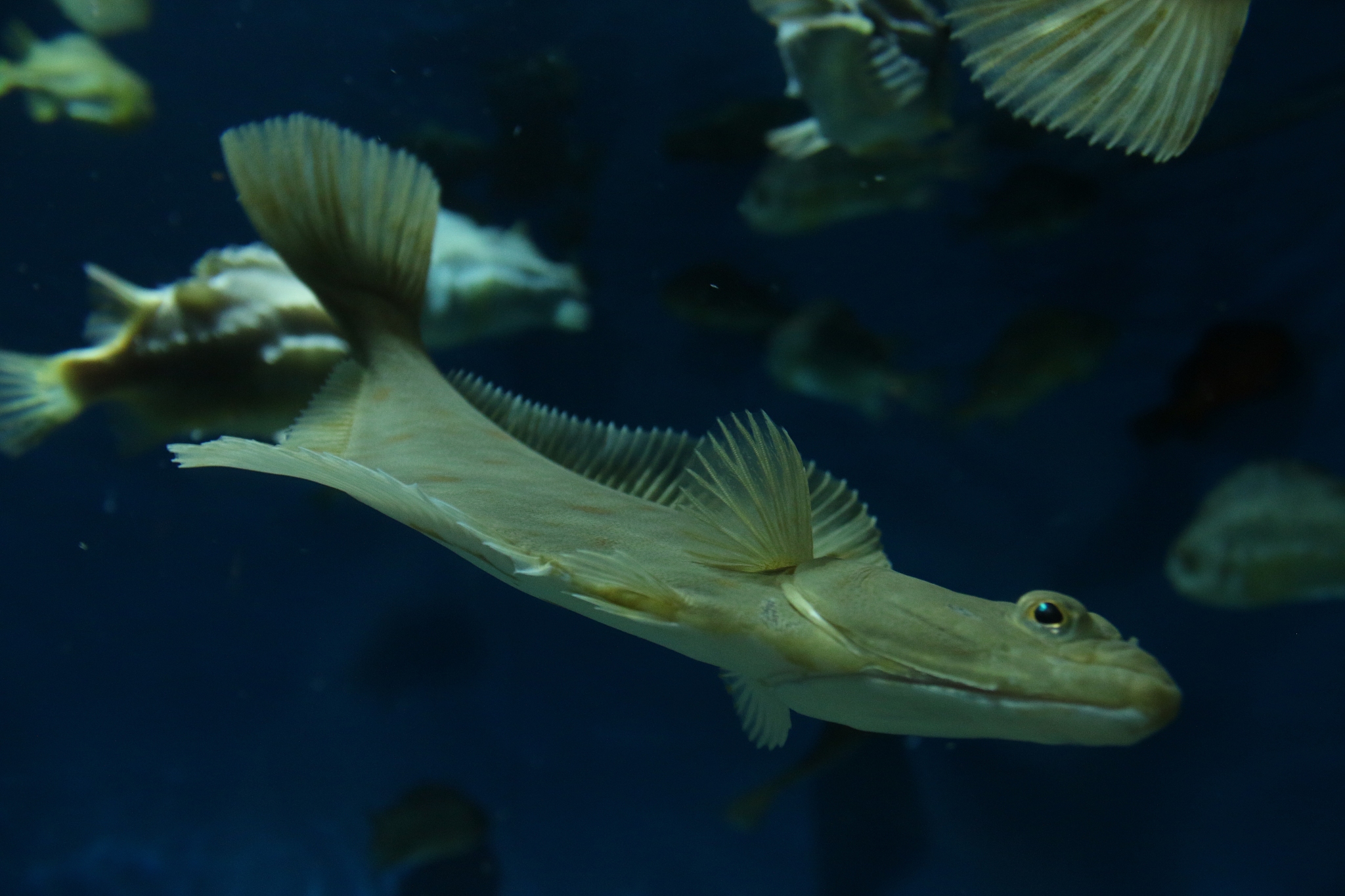 close-up of fishes swimming in sea