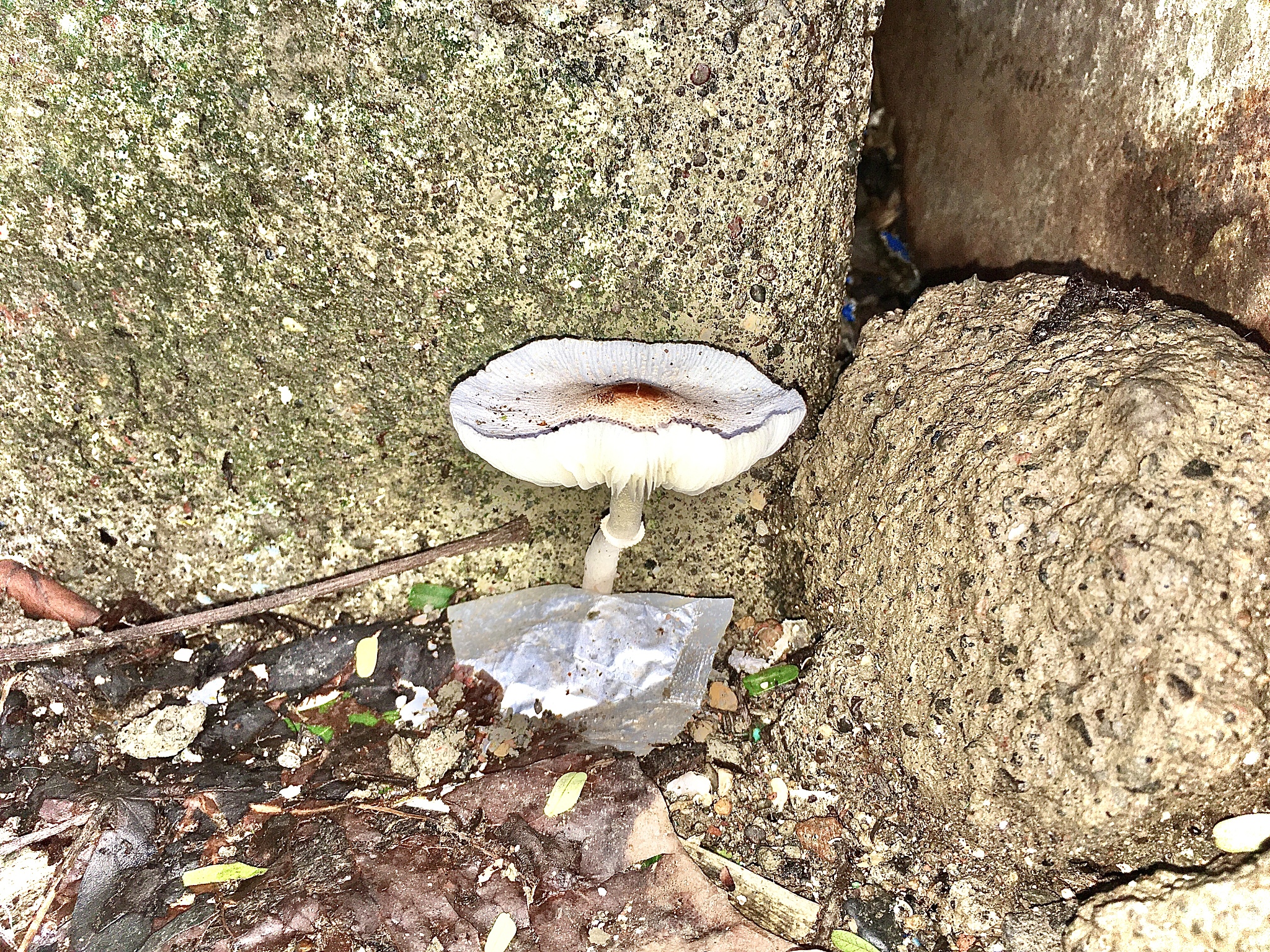 蘑菇出水的原因：为什么你的蘑菇会滴水？