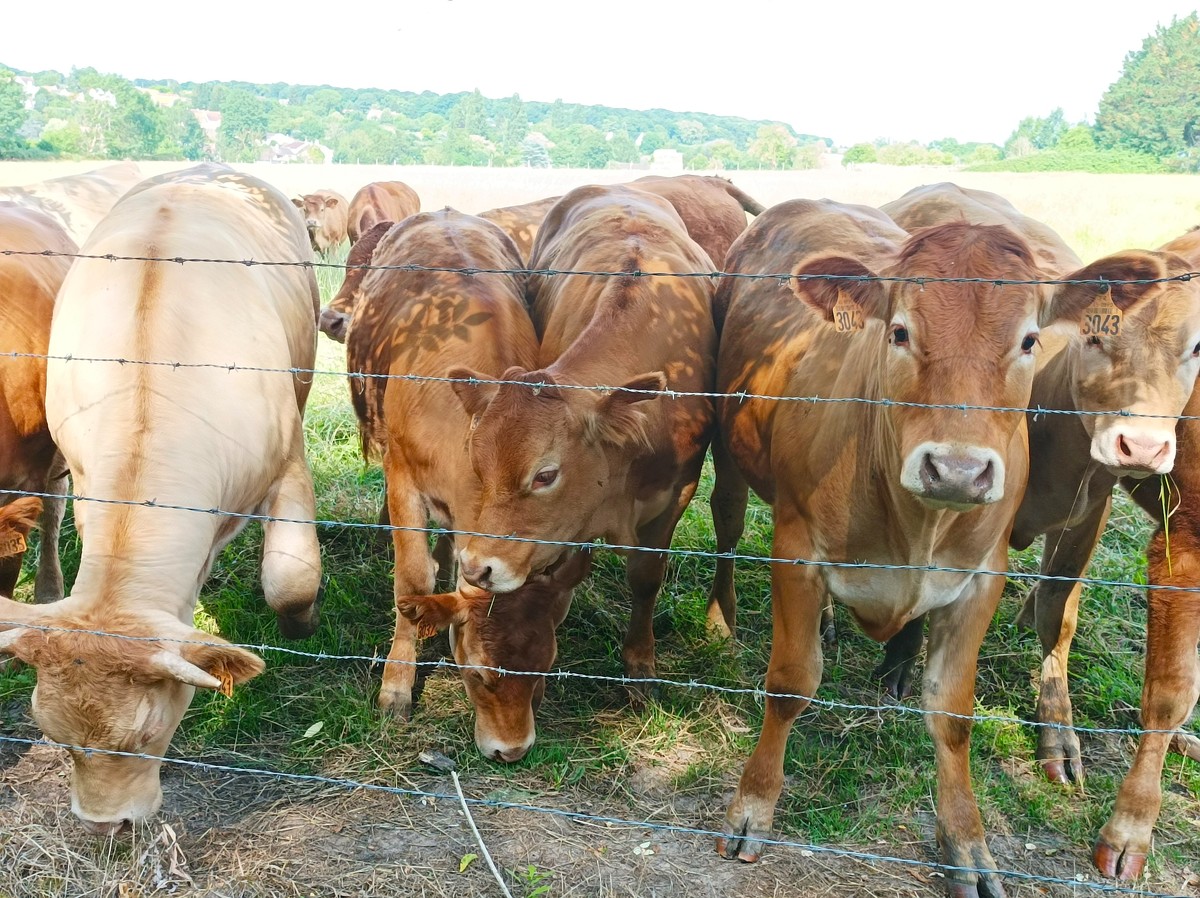 论述延安市育肥牛养殖应该注重落实优良品种更新和培育工作。