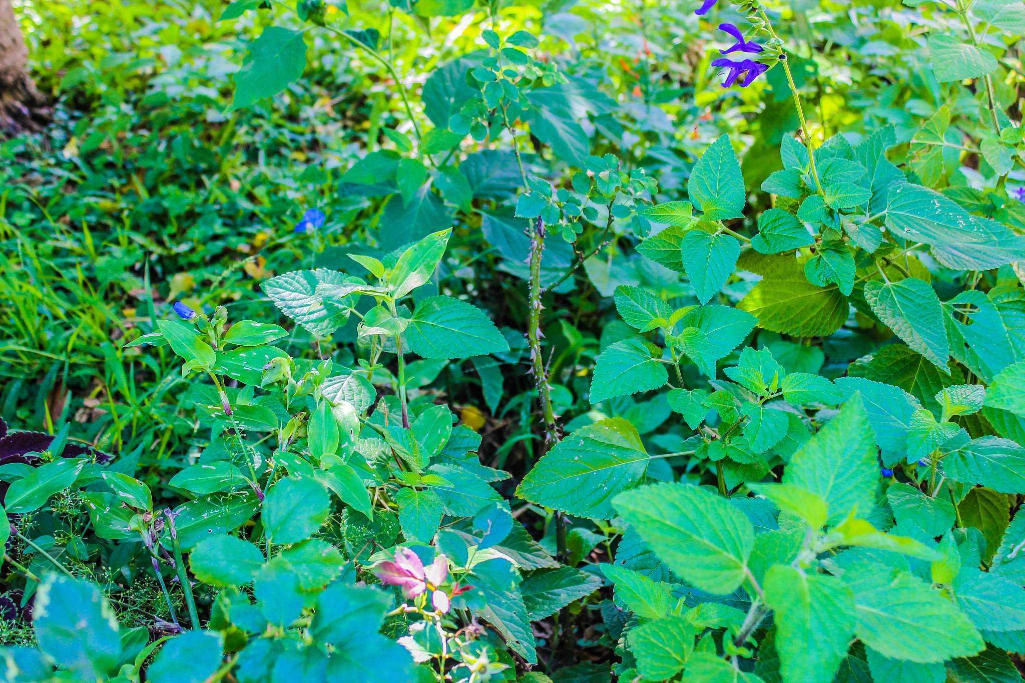 garden detail