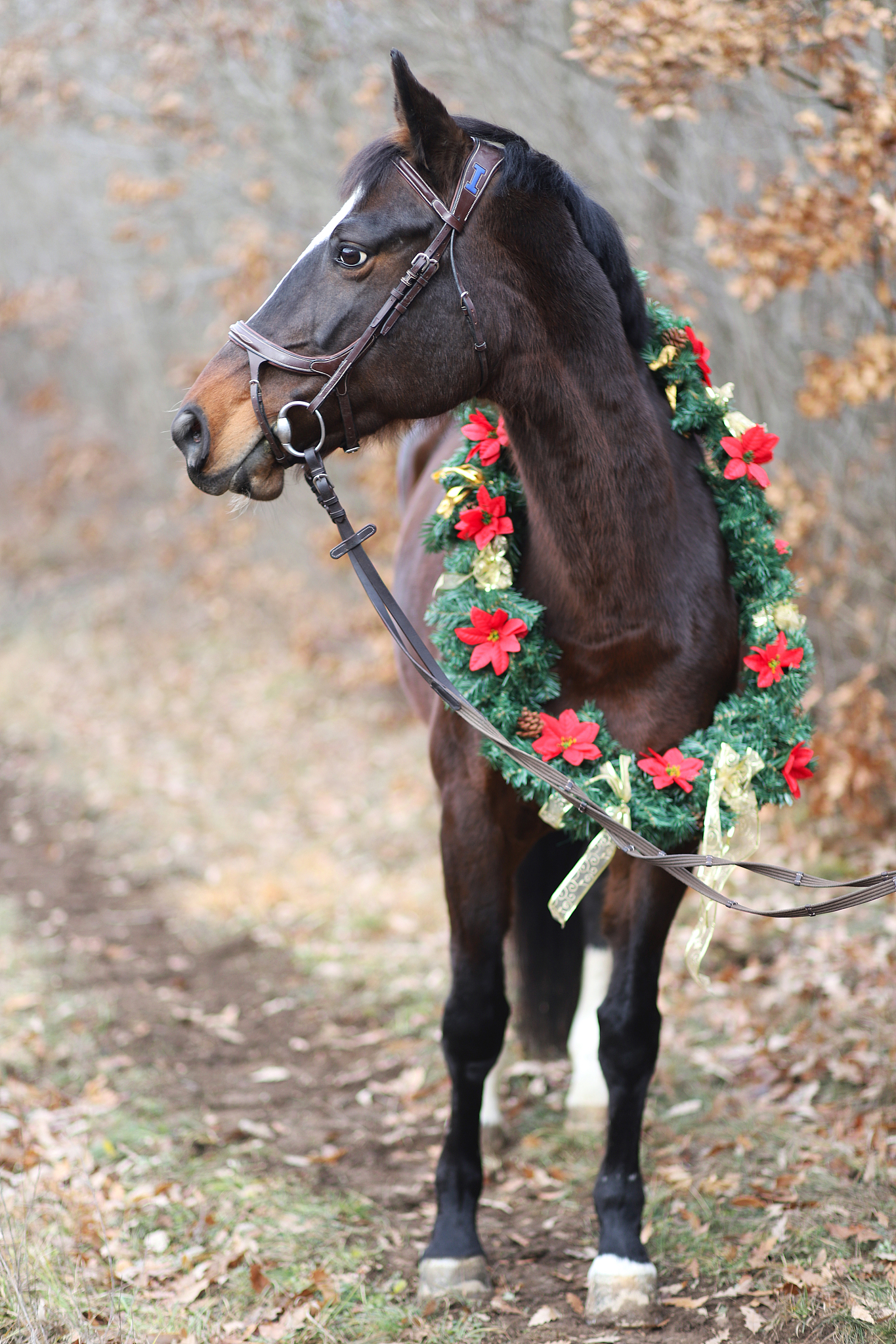 head shot portrait of a christmas horse at rural scene against n