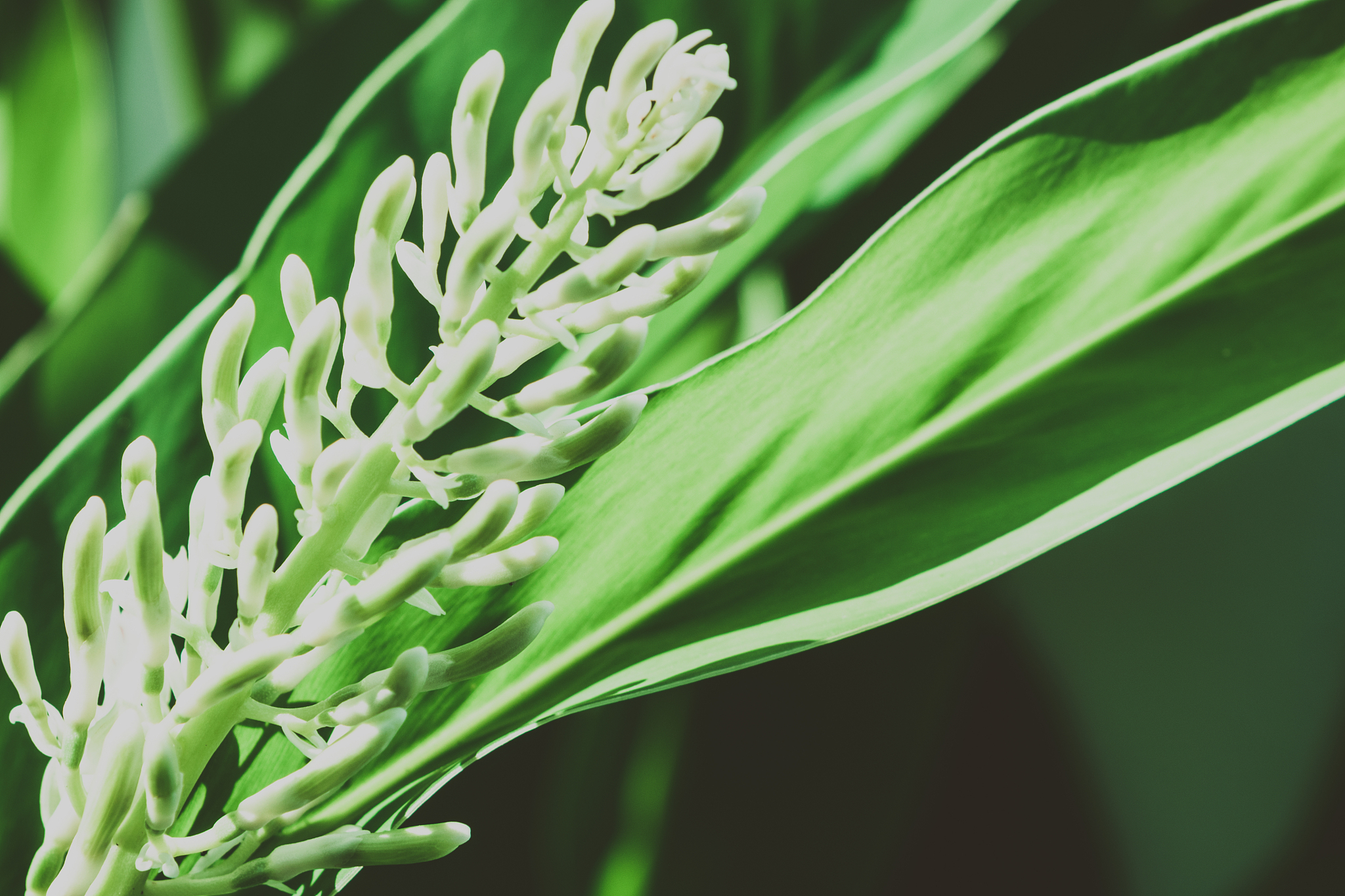 summer tropical background. beautiful flowers in the garden