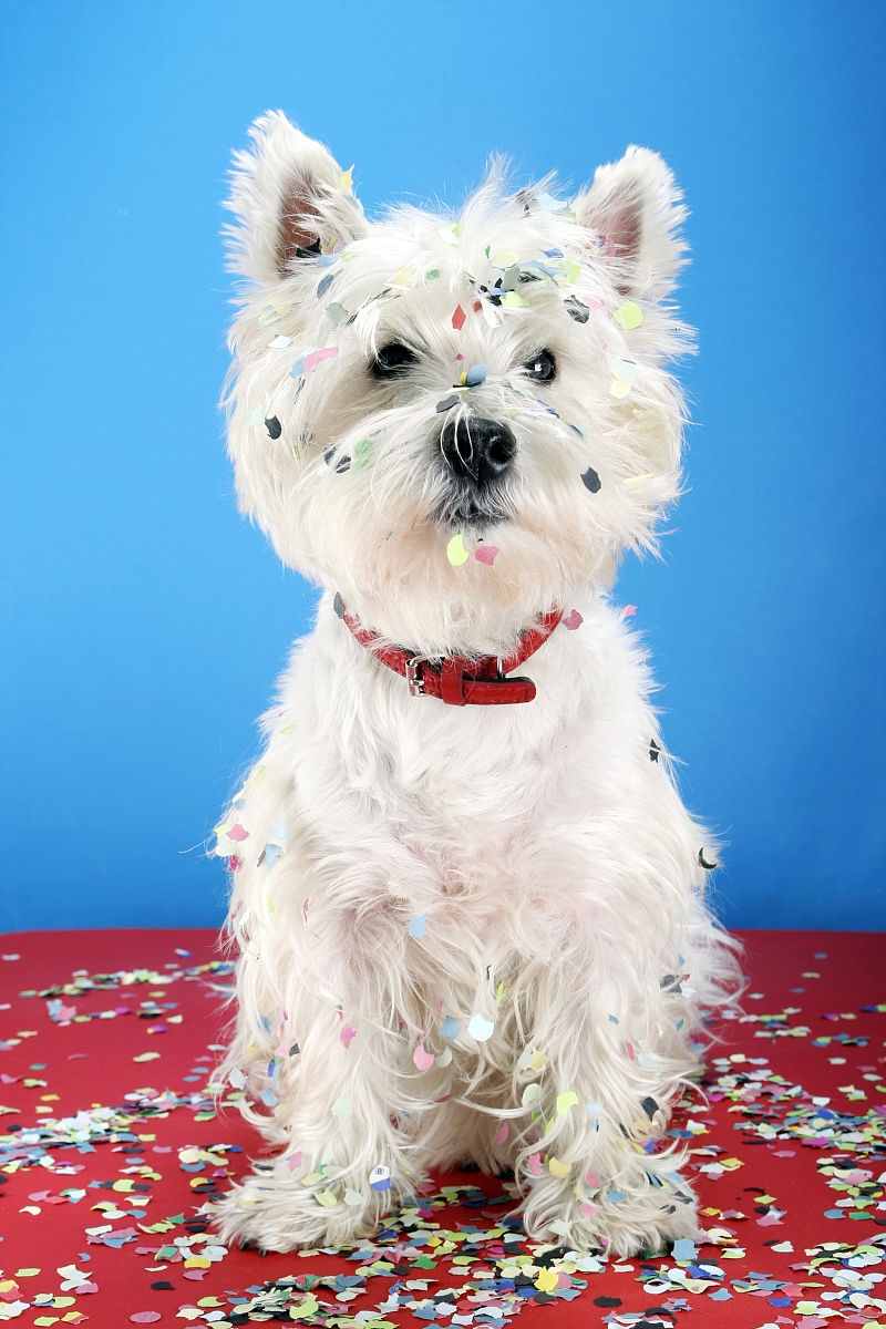 腾讯视频的毛雪汪是个什么节目