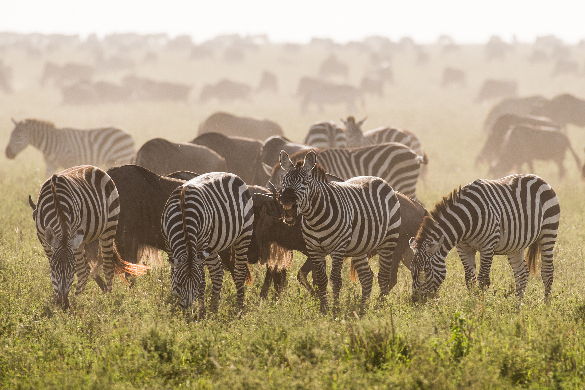 one of the zebras in herd is crying