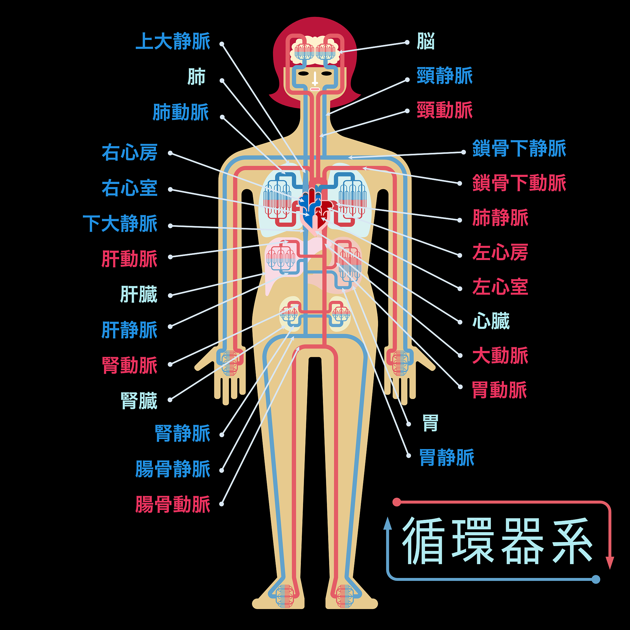 六腑者泻而不藏其气以降为顺以通为用。主要功能在于传导、排泄糟粕。