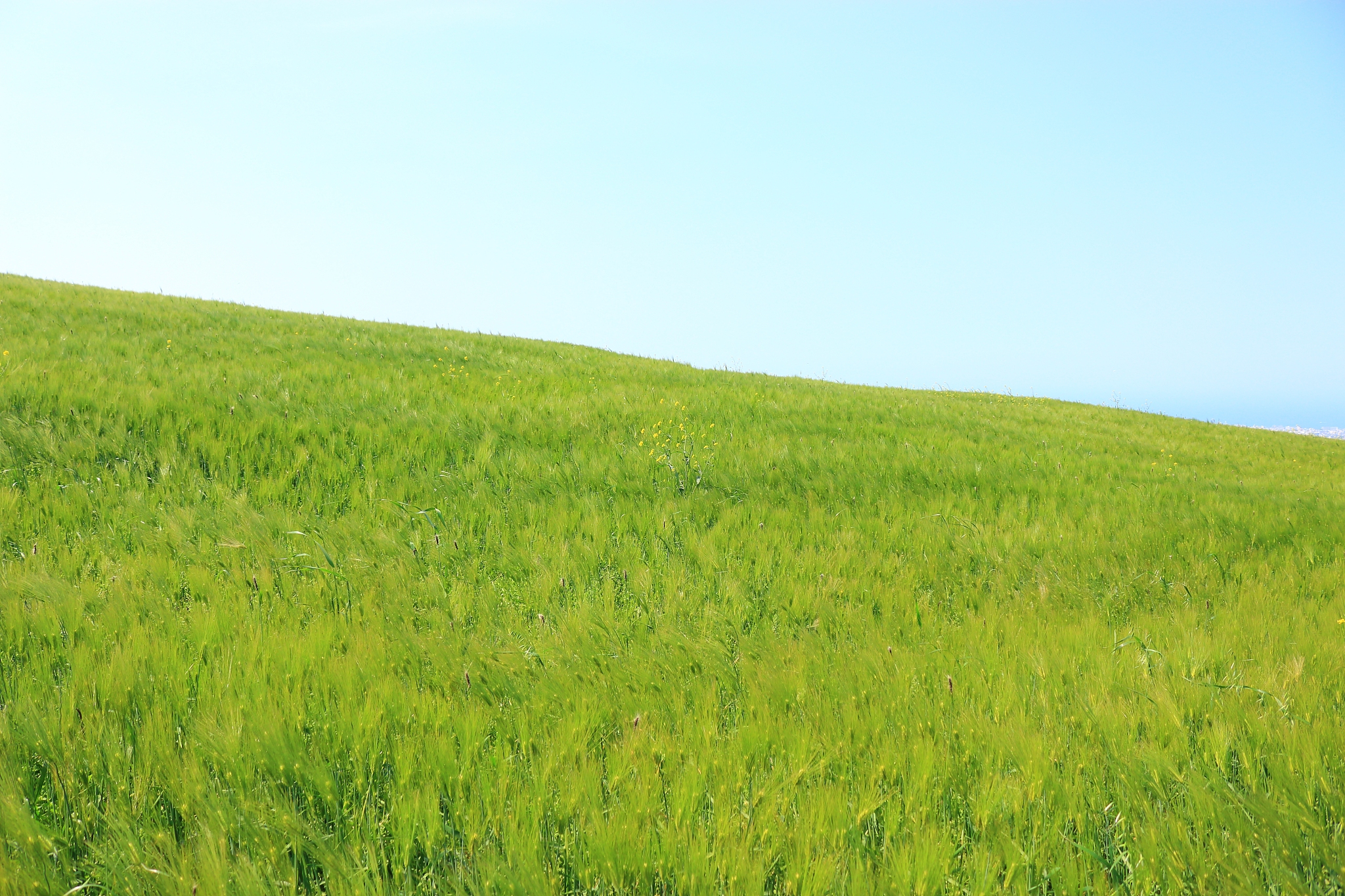 blue barley field, farming, field, field, middle mountain, rape 