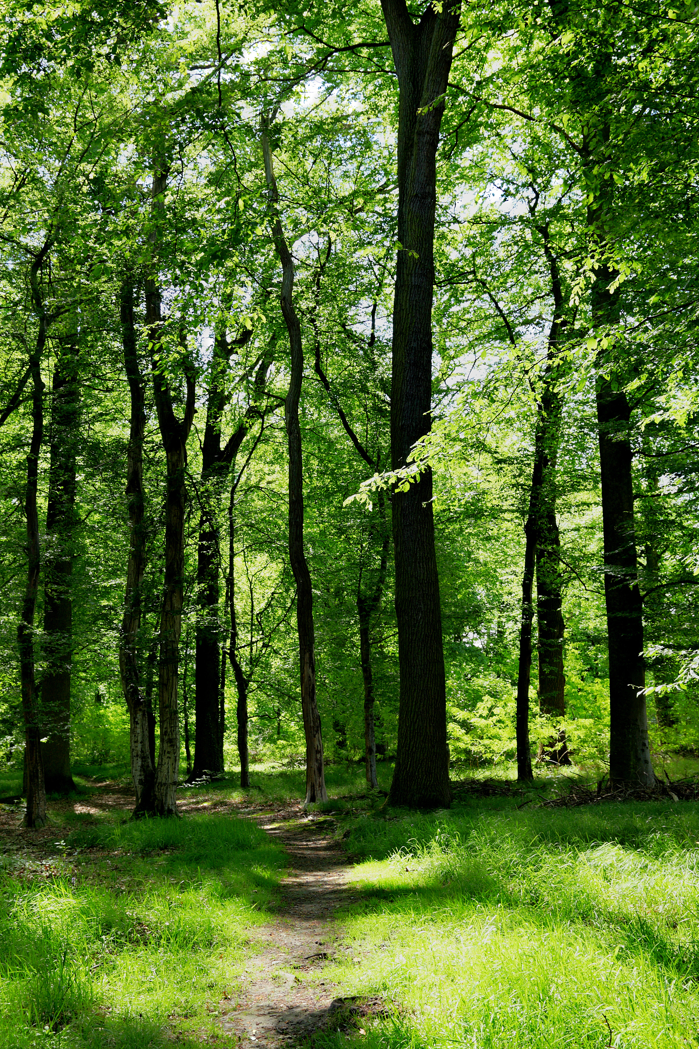 走进绿色天堂：大片森林的清新与美好