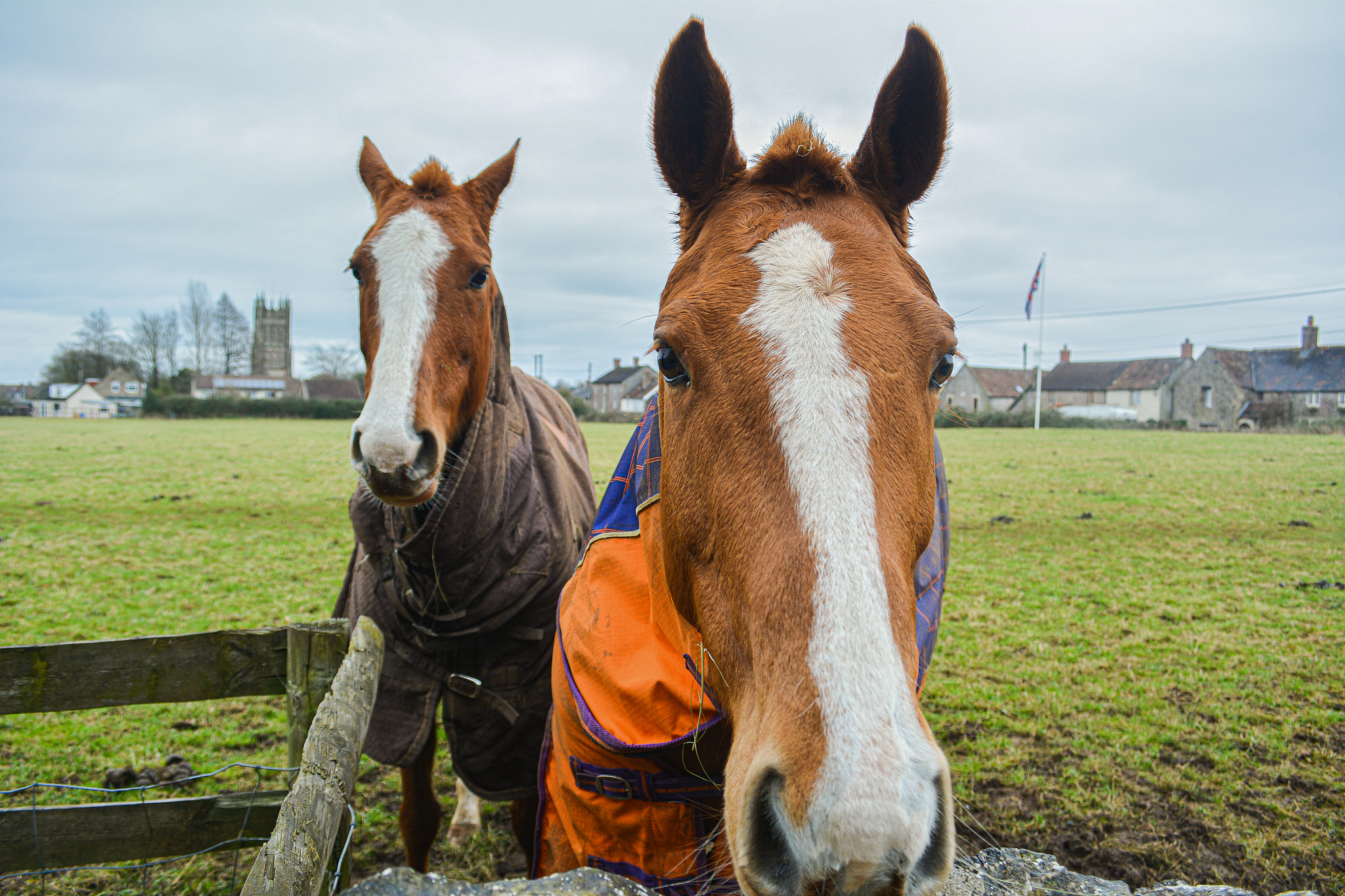 two brown horses standing in a field in winter