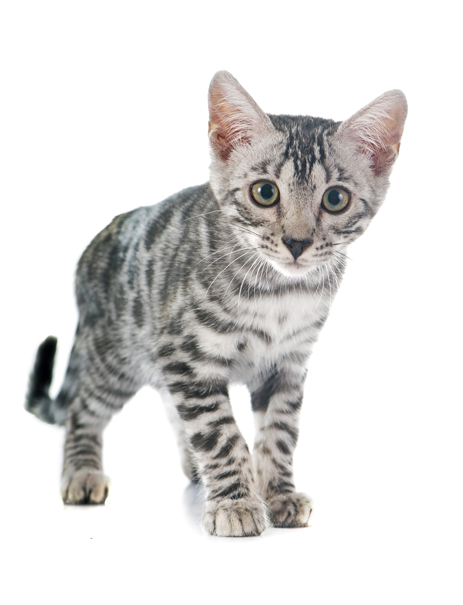 猫咪语言解密：解读猫咪神秘的迷语