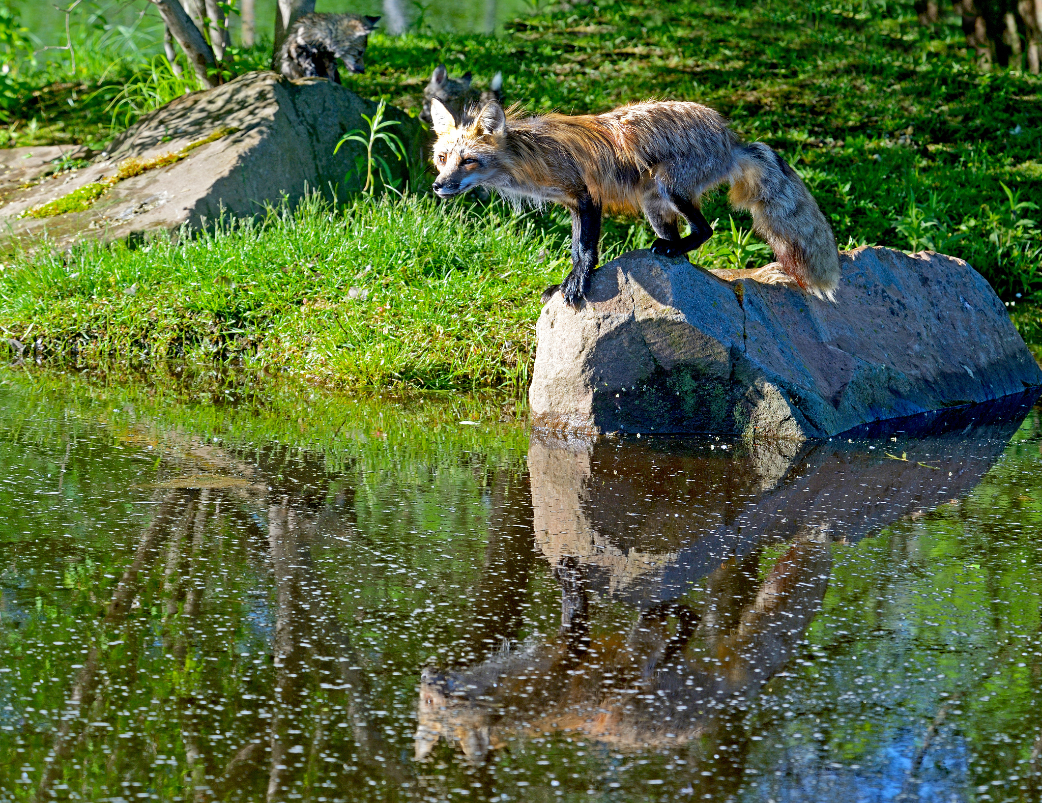 翻译成中文 เสือกับสุนัขจิ้งจอก ครั้งหนึ่ง สุนัขจิ้งจอกตัวหนึ่งเสี่ยงภัยเข้าไปในป่าทึบ ทันใดนั้น เสือตัวหนึ่งก็ กระโจนออกมาจากหลังพุ่มไม้ เจอกจึงวิ่งเต็มฝีเท้า โดยมีเสือตามมาติดๆ ด้วยความตกใจกลัวแทบตาย สุนั